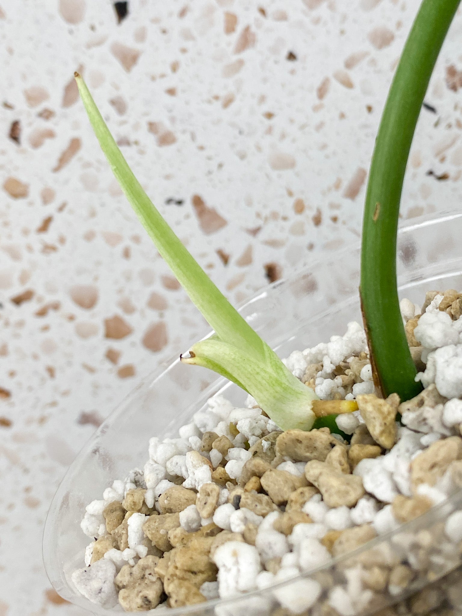 Rhaphidophora sp. Flame 1 leaf 1 sprout