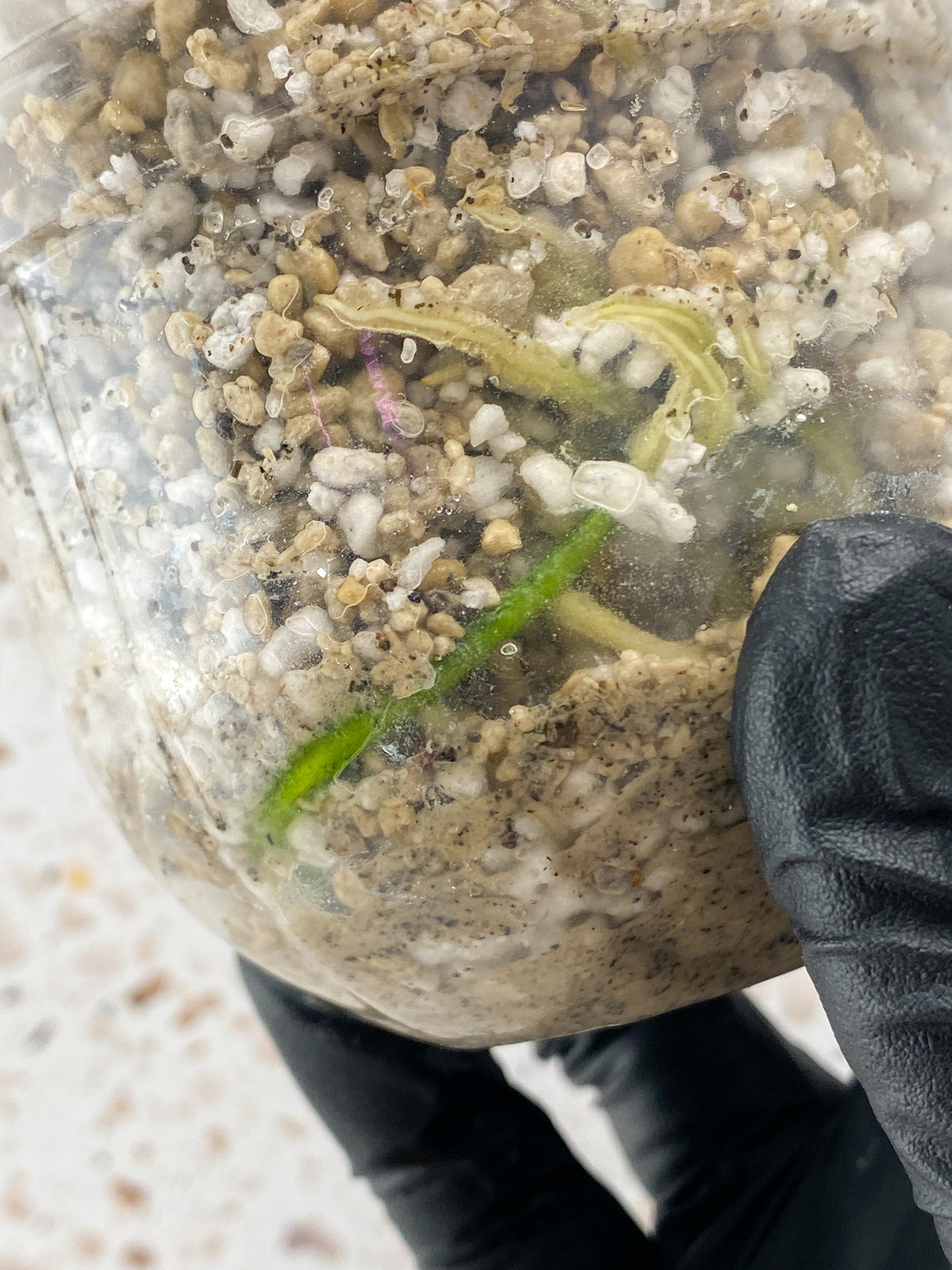 Rhaphidophora sp. Flame 1 leaf 1 sprout