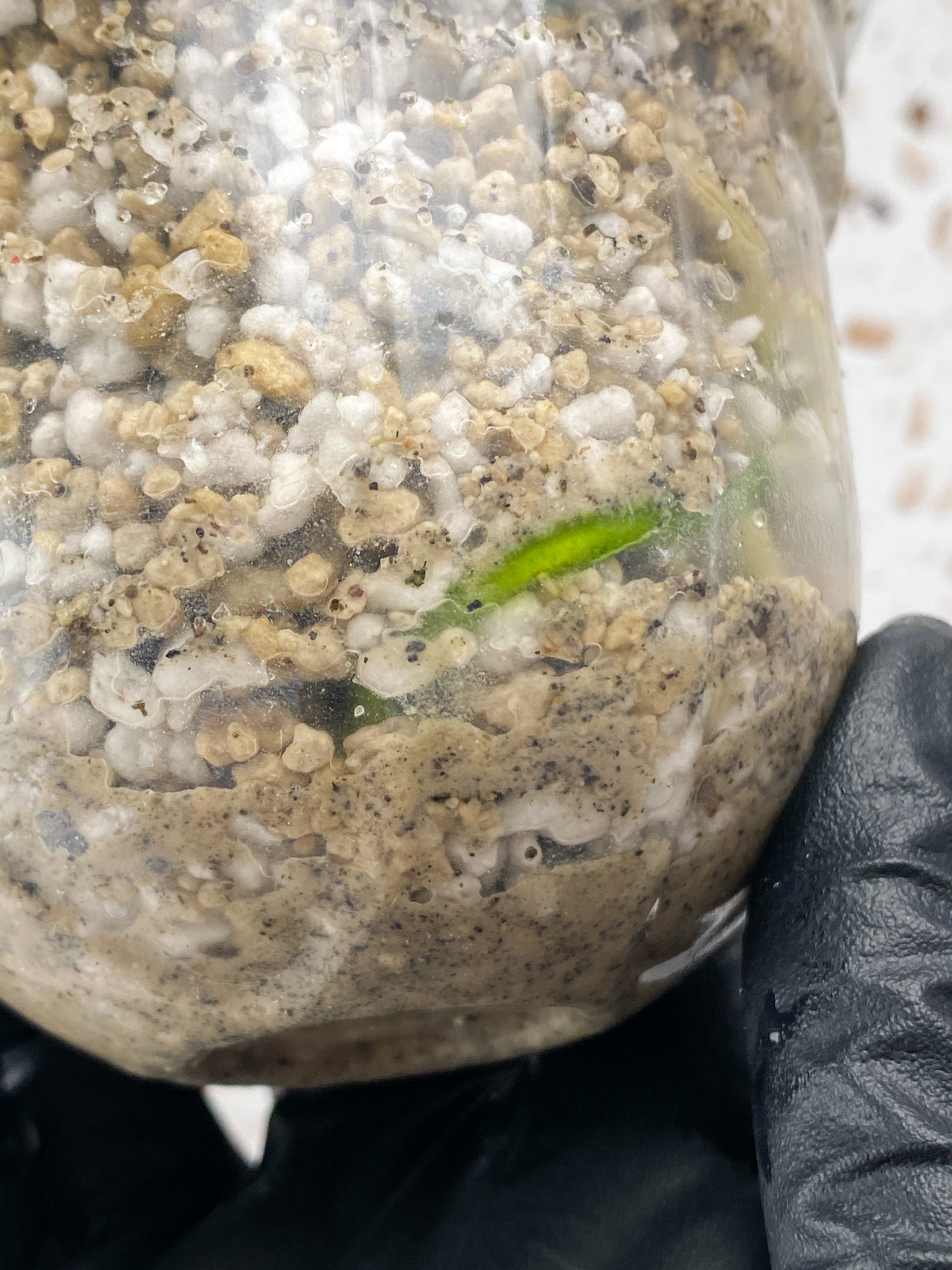 Rhaphidophora sp. Flame 1 leaf 1 sprout