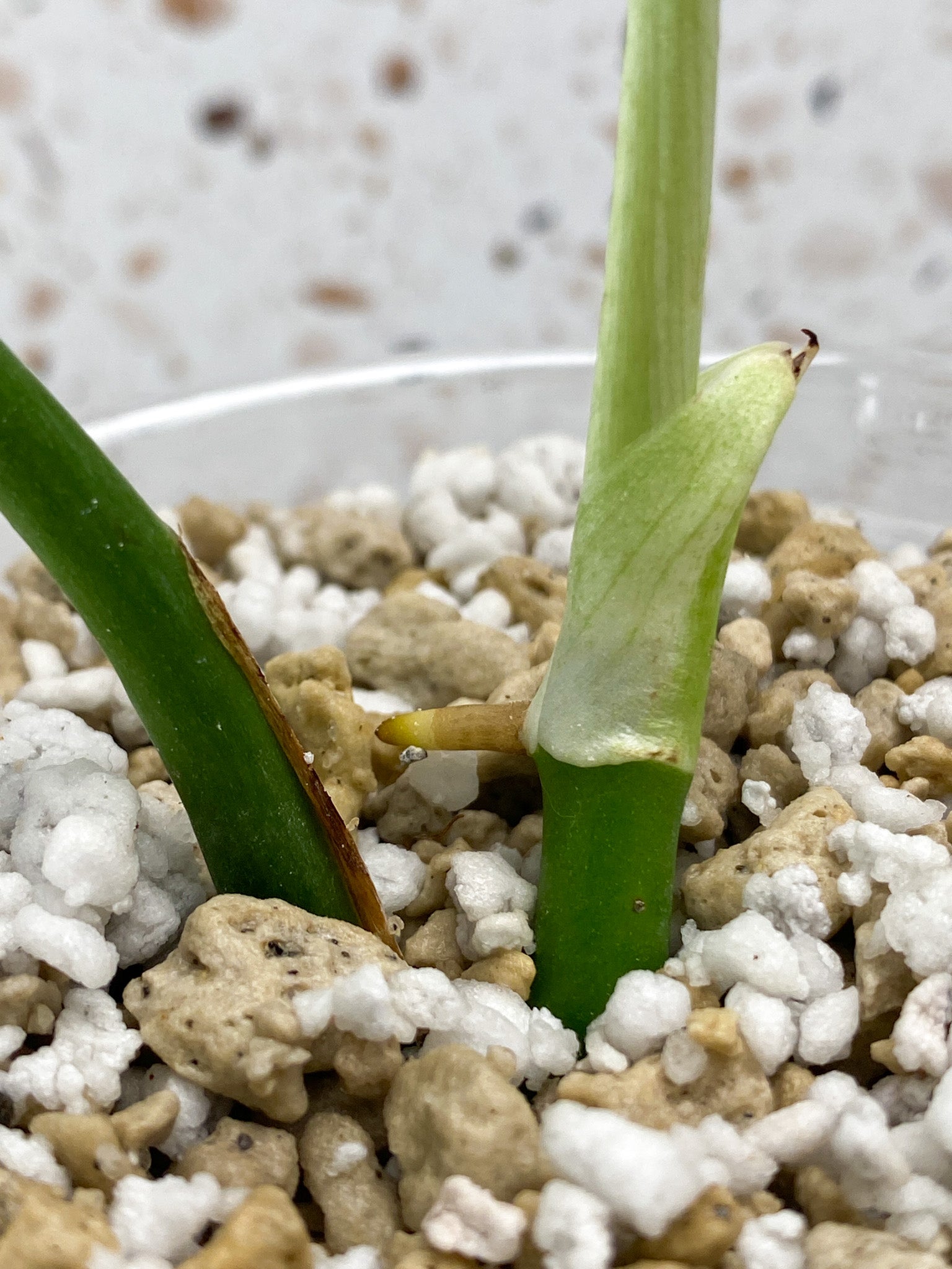 Rhaphidophora sp. Flame 1 leaf 1 sprout