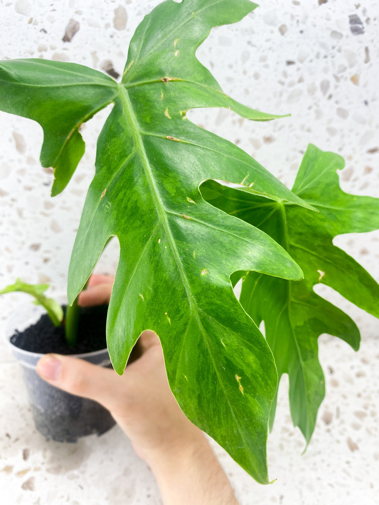 Philodendron Radiatum Variegated (Thaumatophyllum Radiatum Variegated) 3 leaf top cutting