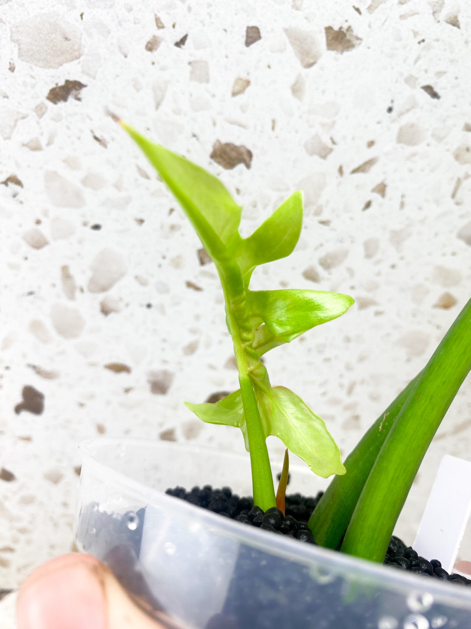 Philodendron Radiatum Variegated (Thaumatophyllum Radiatum Variegated) 3 leaf top cutting