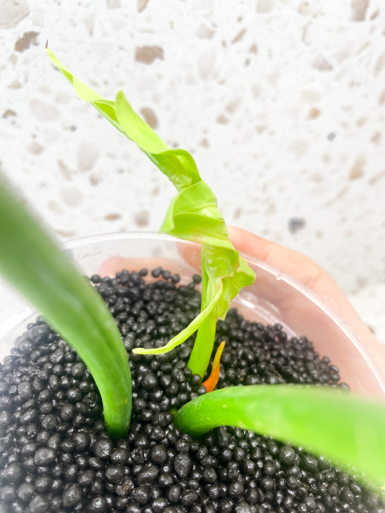 Philodendron Radiatum Variegated (Thaumatophyllum Radiatum Variegated) 3 leaf top cutting