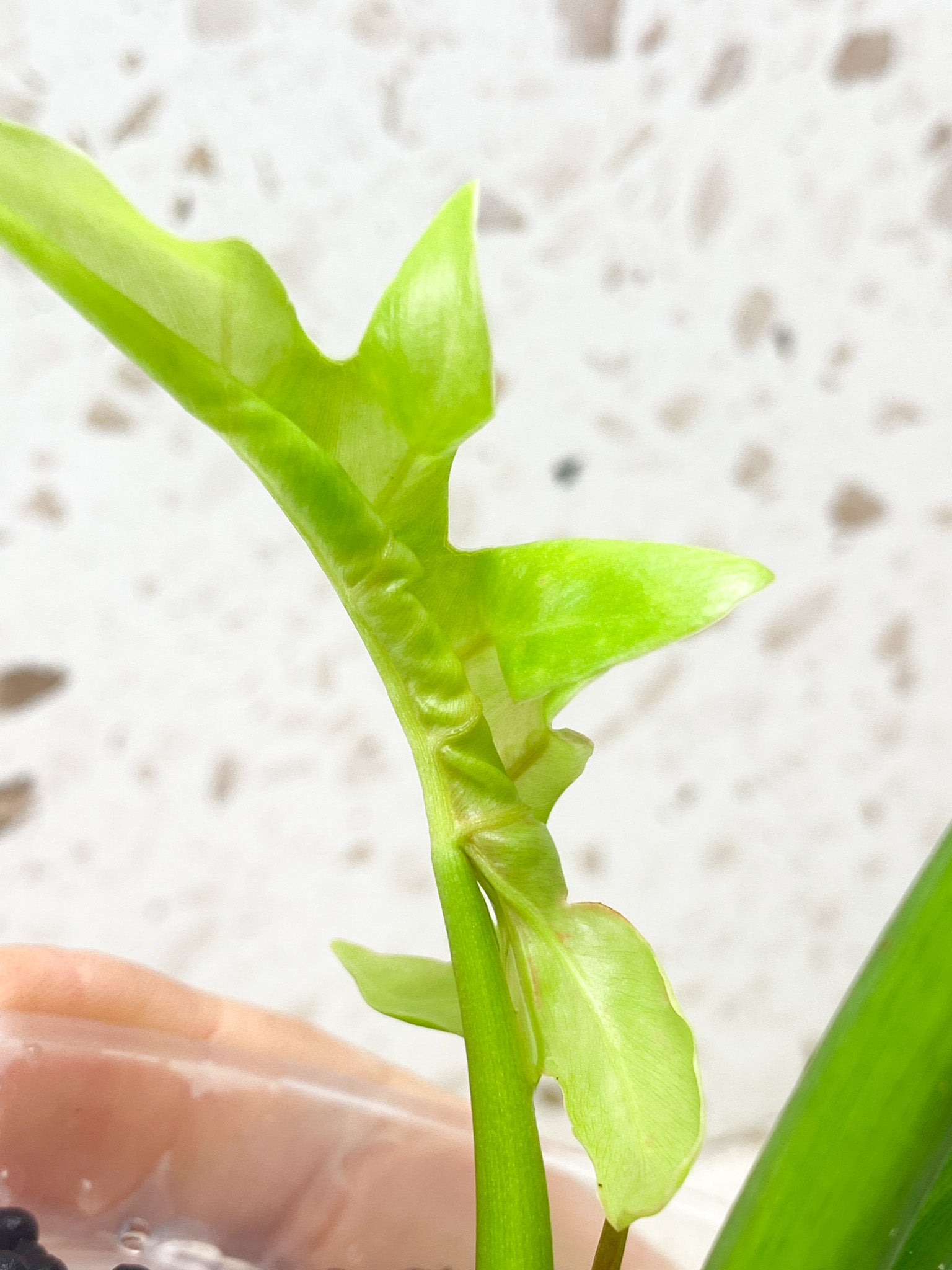 Philodendron Radiatum Variegated (Thaumatophyllum Radiatum Variegated) 3 leaf top cutting