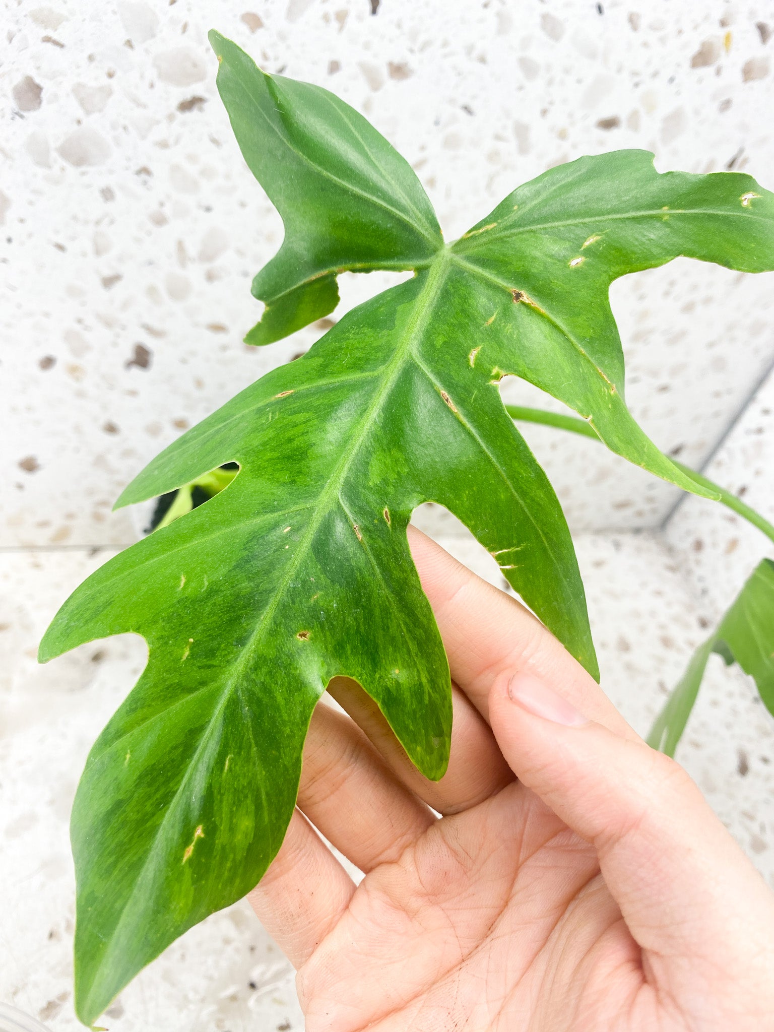 Philodendron Radiatum Variegated (Thaumatophyllum Radiatum Variegated) 3 leaf top cutting