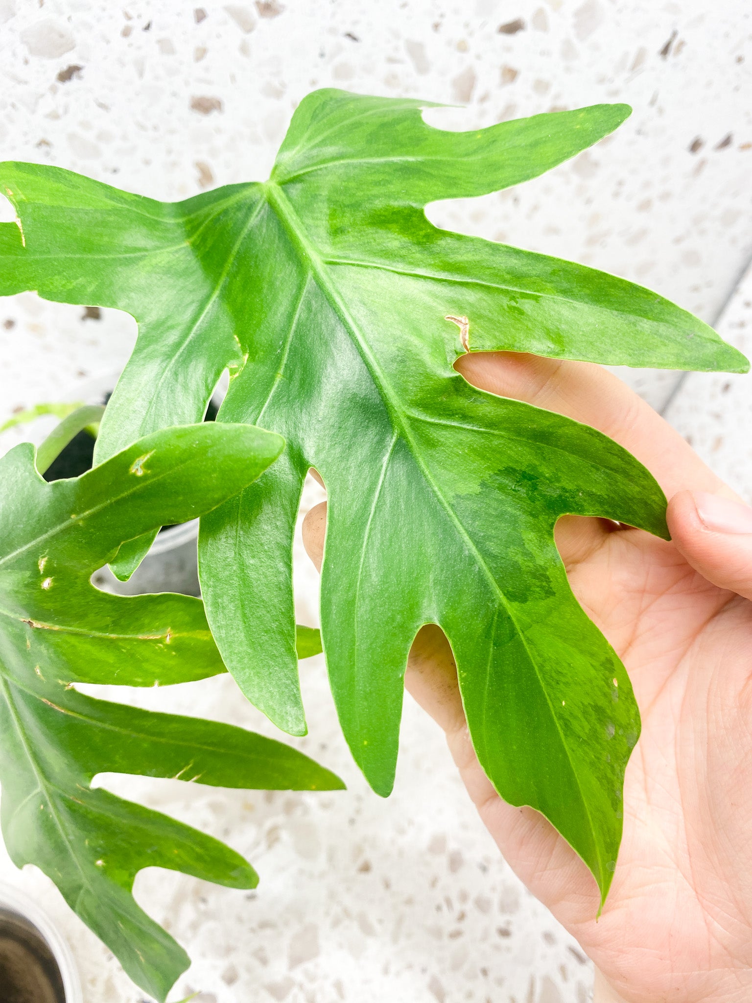 Philodendron Radiatum Variegated (Thaumatophyllum Radiatum Variegated) 3 leaf top cutting