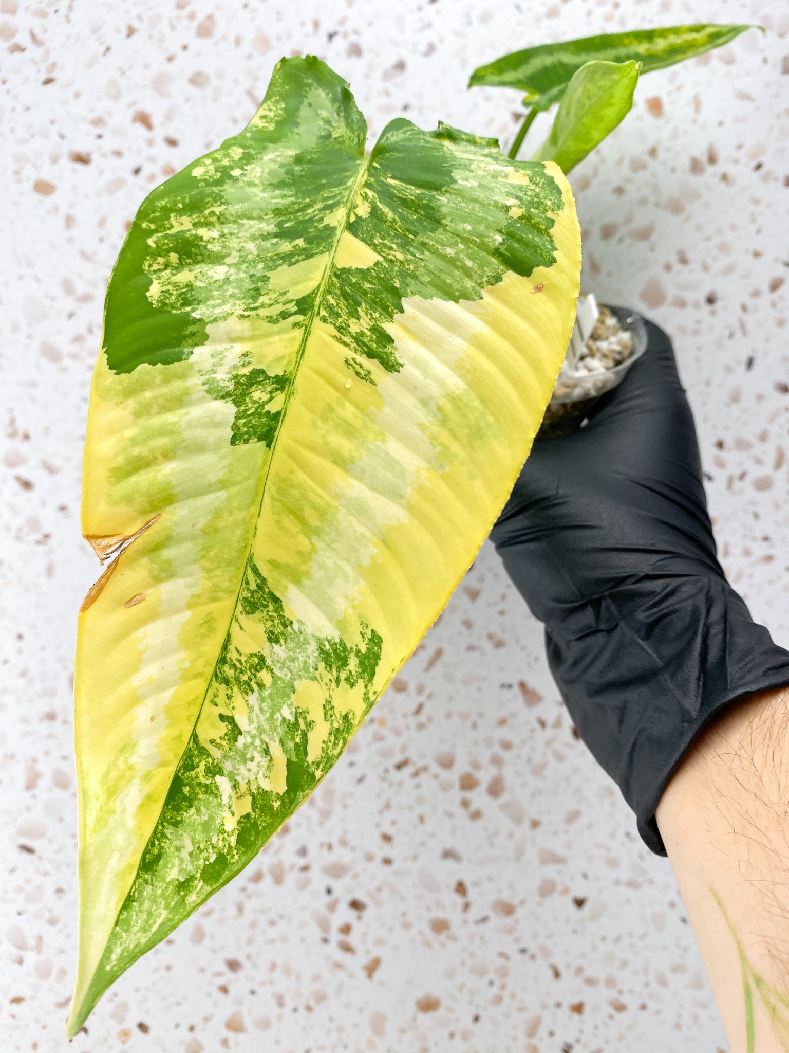 Schismatoglottis Wallichii Variegated 2 leaves 1 unfurling