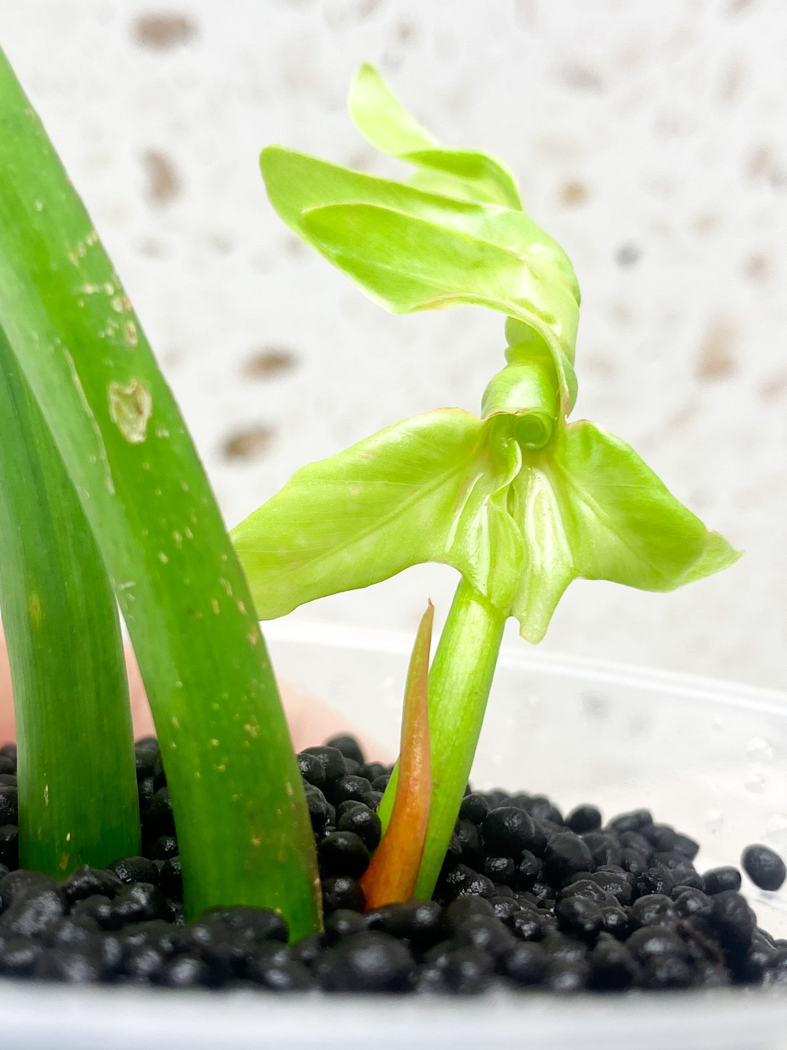Philodendron Radiatum Variegated (Thaumatophyllum Radiatum Variegated) 3 leaf top cutting