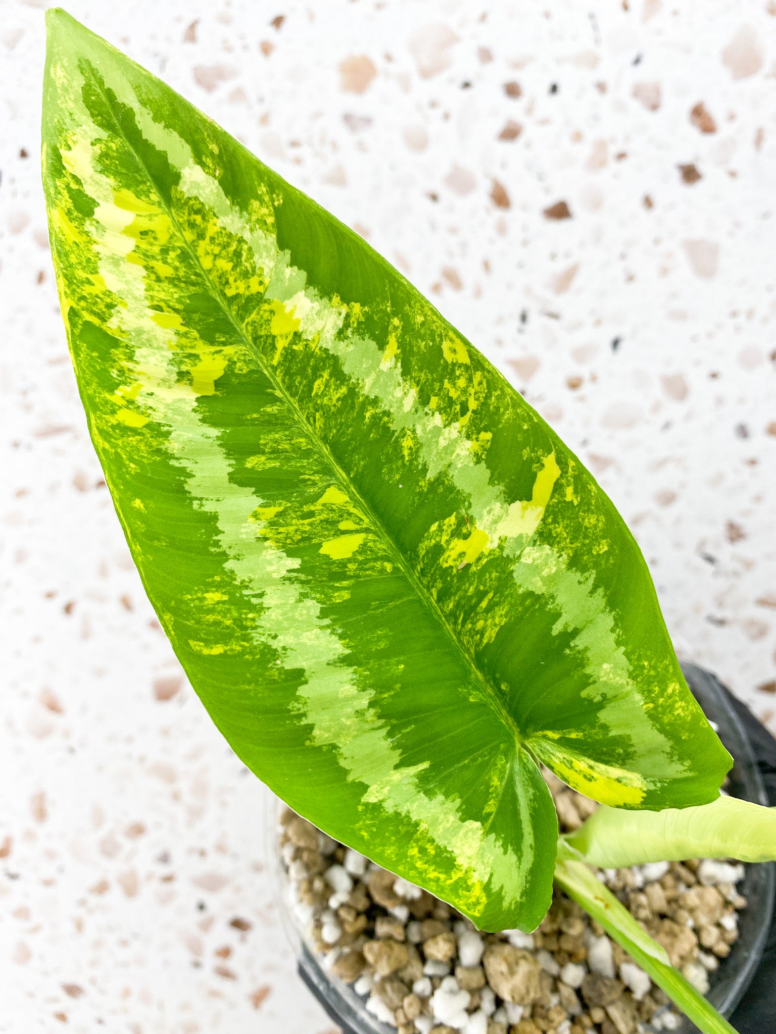 Schismatoglottis Wallichii Variegated 2 leaves 1 unfurling