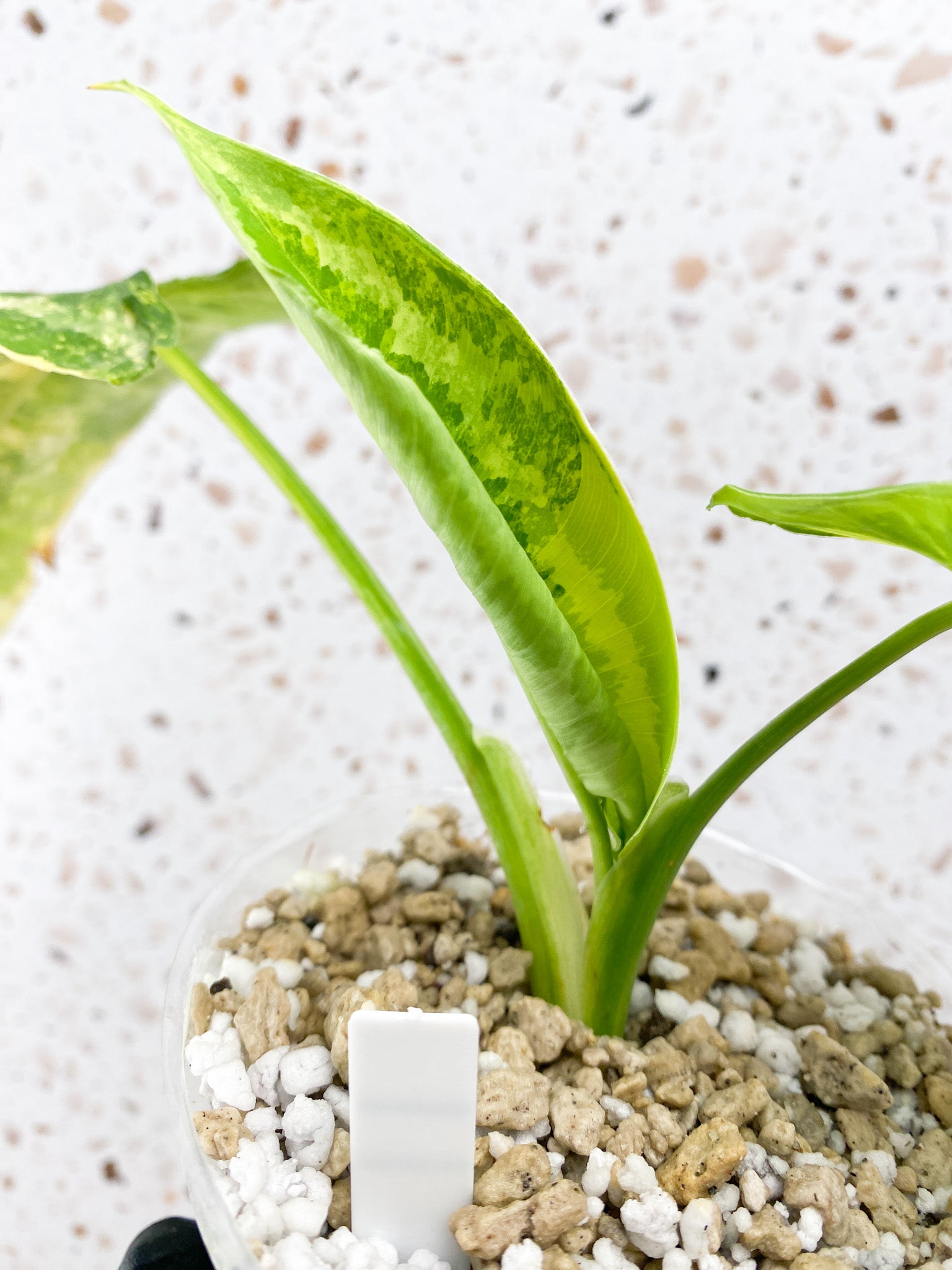 Schismatoglottis Wallichii Variegated 2 leaves 1 unfurling