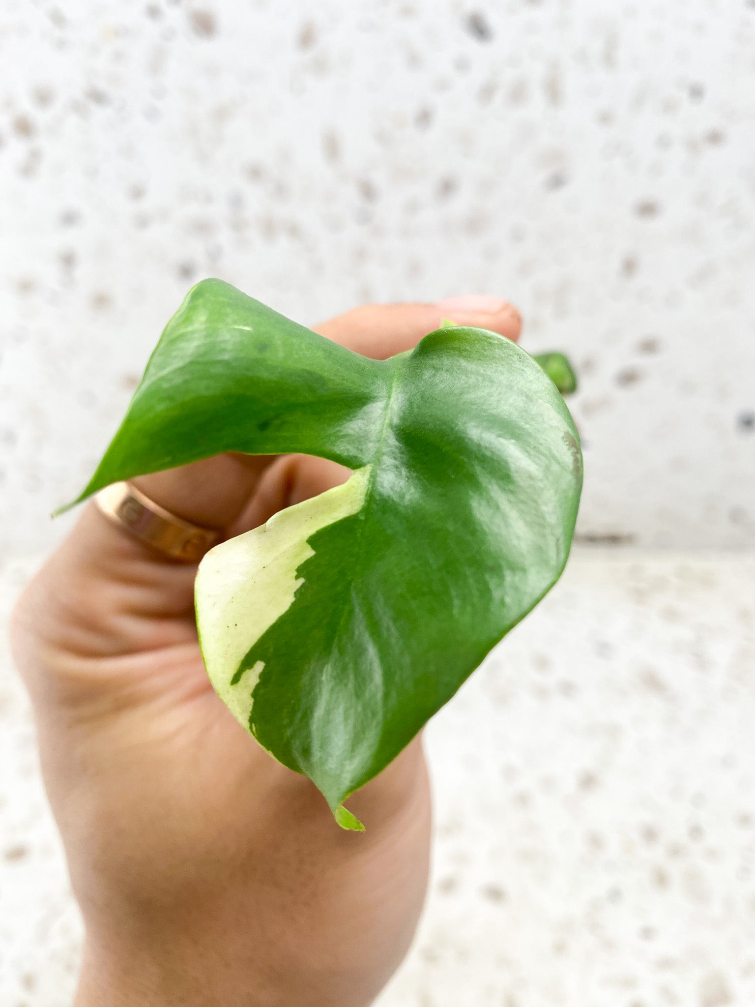 Pre-order: Rhaphidophora Tetrasperma Variegated 1 leaf 1 sprout (ROOTING)