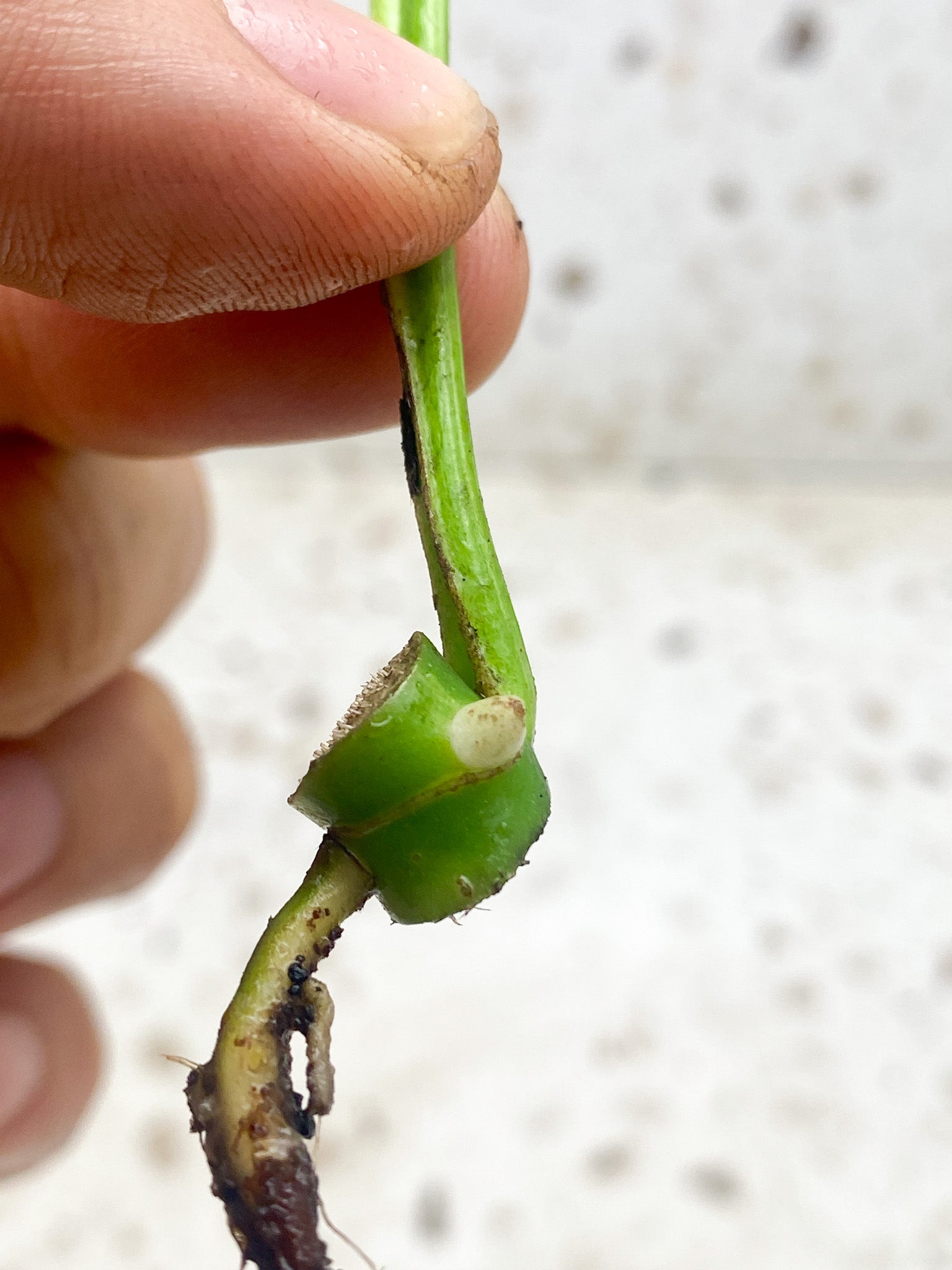 Pre-order: Rhaphidophora Tetrasperma Variegated 1 leaf 1 sprout (ROOTING)