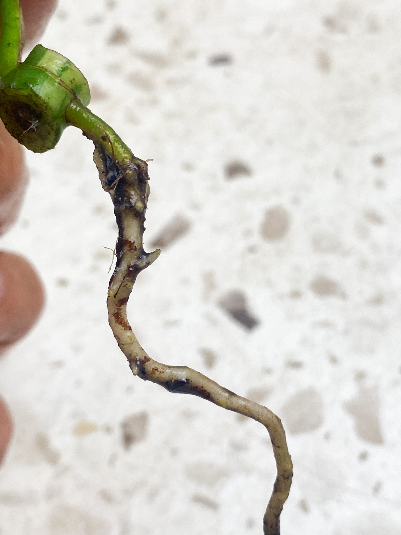 Pre-order: Rhaphidophora Tetrasperma Variegated 1 leaf 1 sprout (ROOTING)