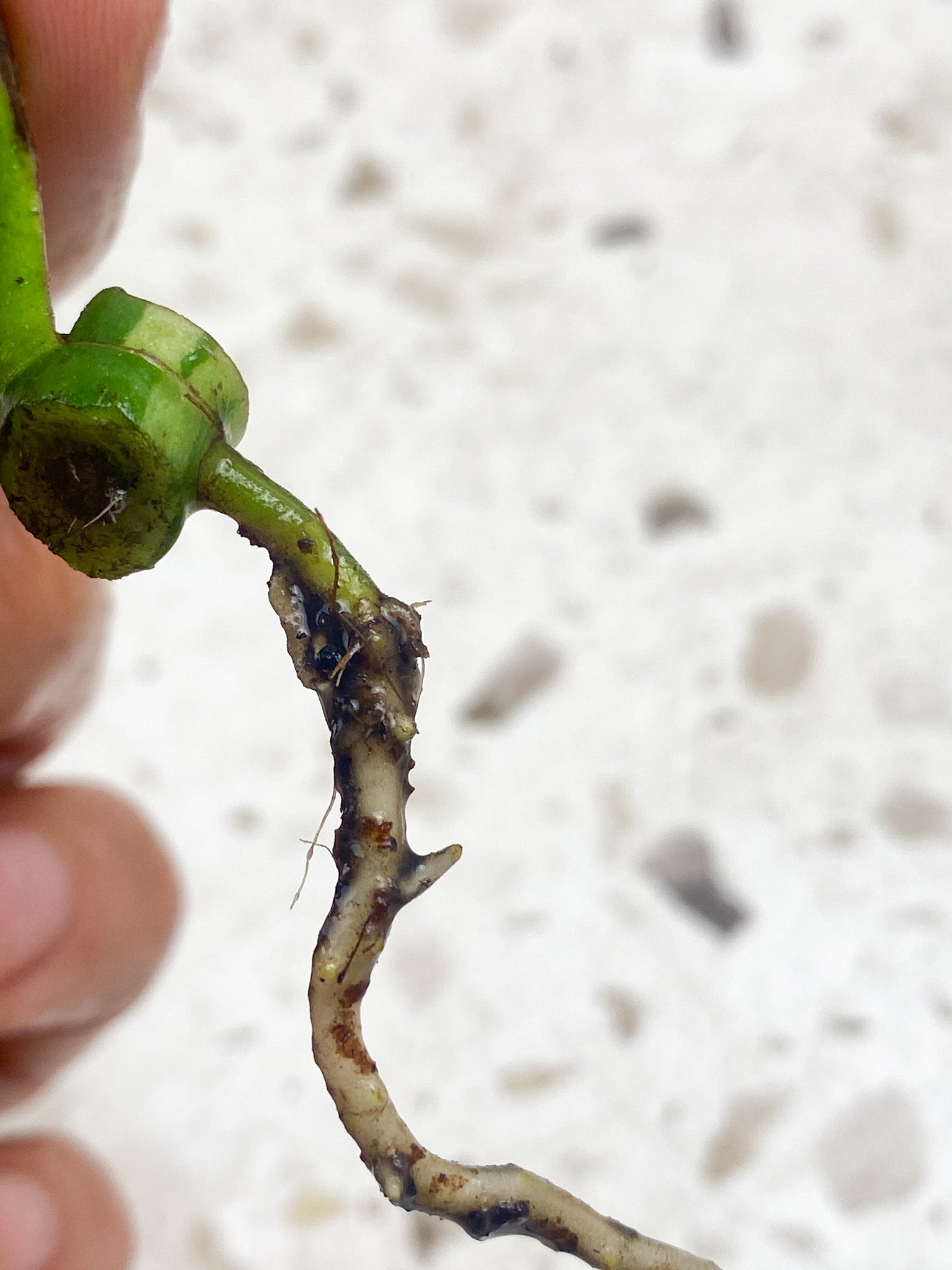 Pre-order: Rhaphidophora Tetrasperma Variegated 1 leaf 1 sprout (ROOTING)