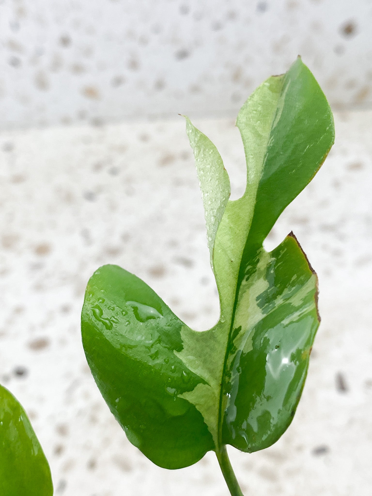 Pre-order: Rhaphidophora Tetrasperma Variegated 3 leaves 1 extra node (ROOTING)