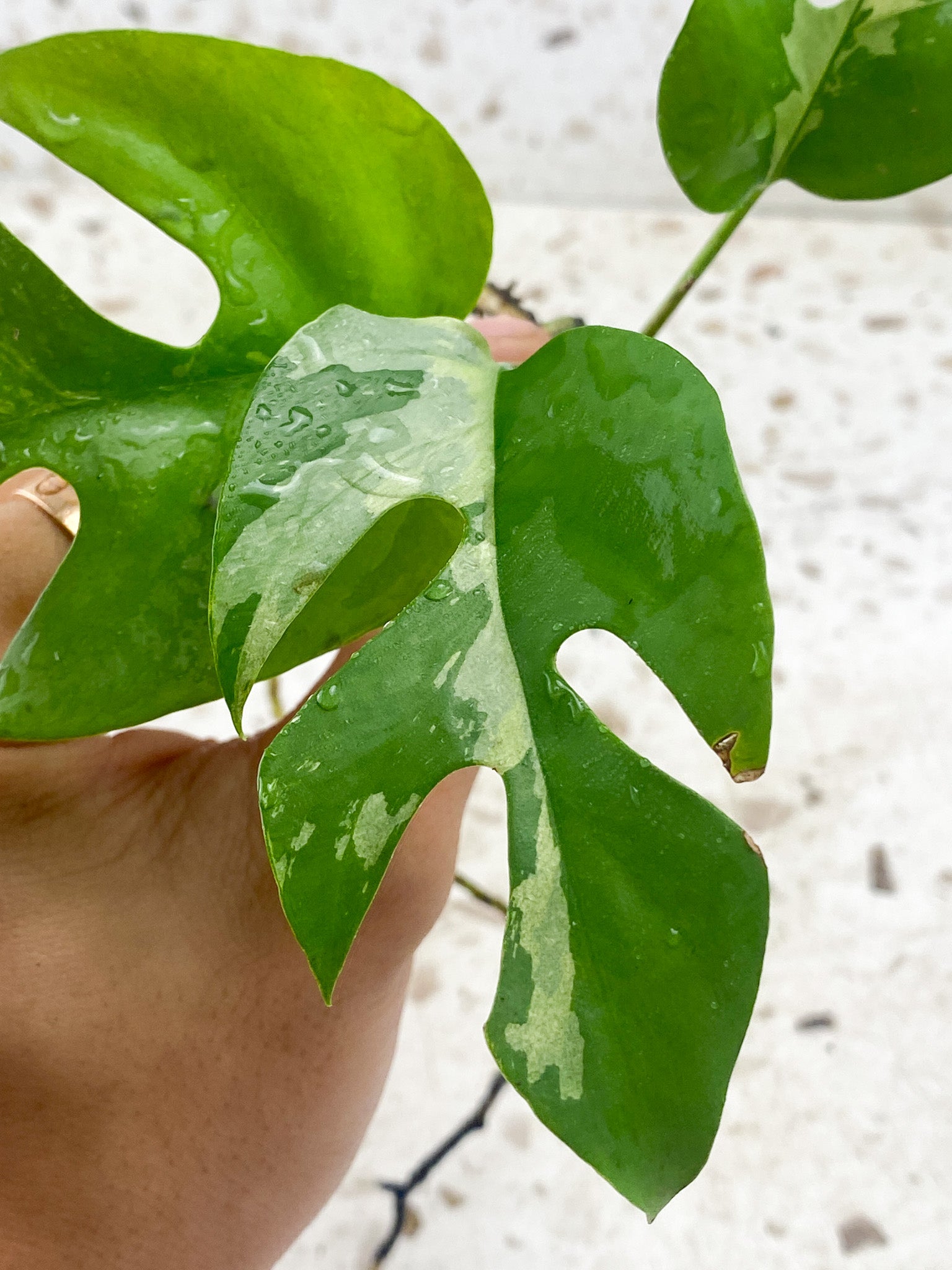 Pre-order: Rhaphidophora Tetrasperma Variegated 3 leaves 1 extra node (ROOTING)
