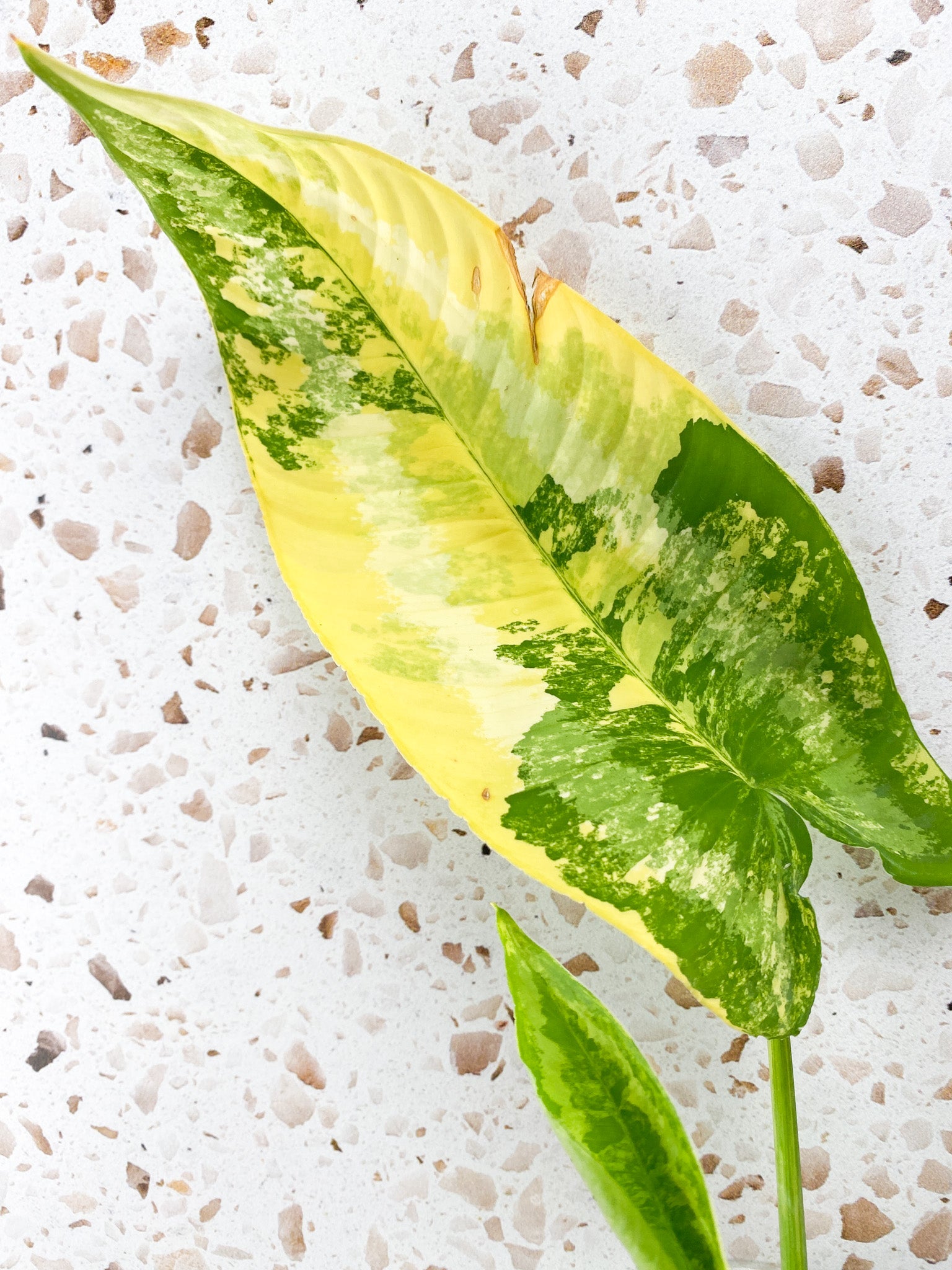 Schismatoglottis Wallichii Variegated 2 leaves 1 unfurling