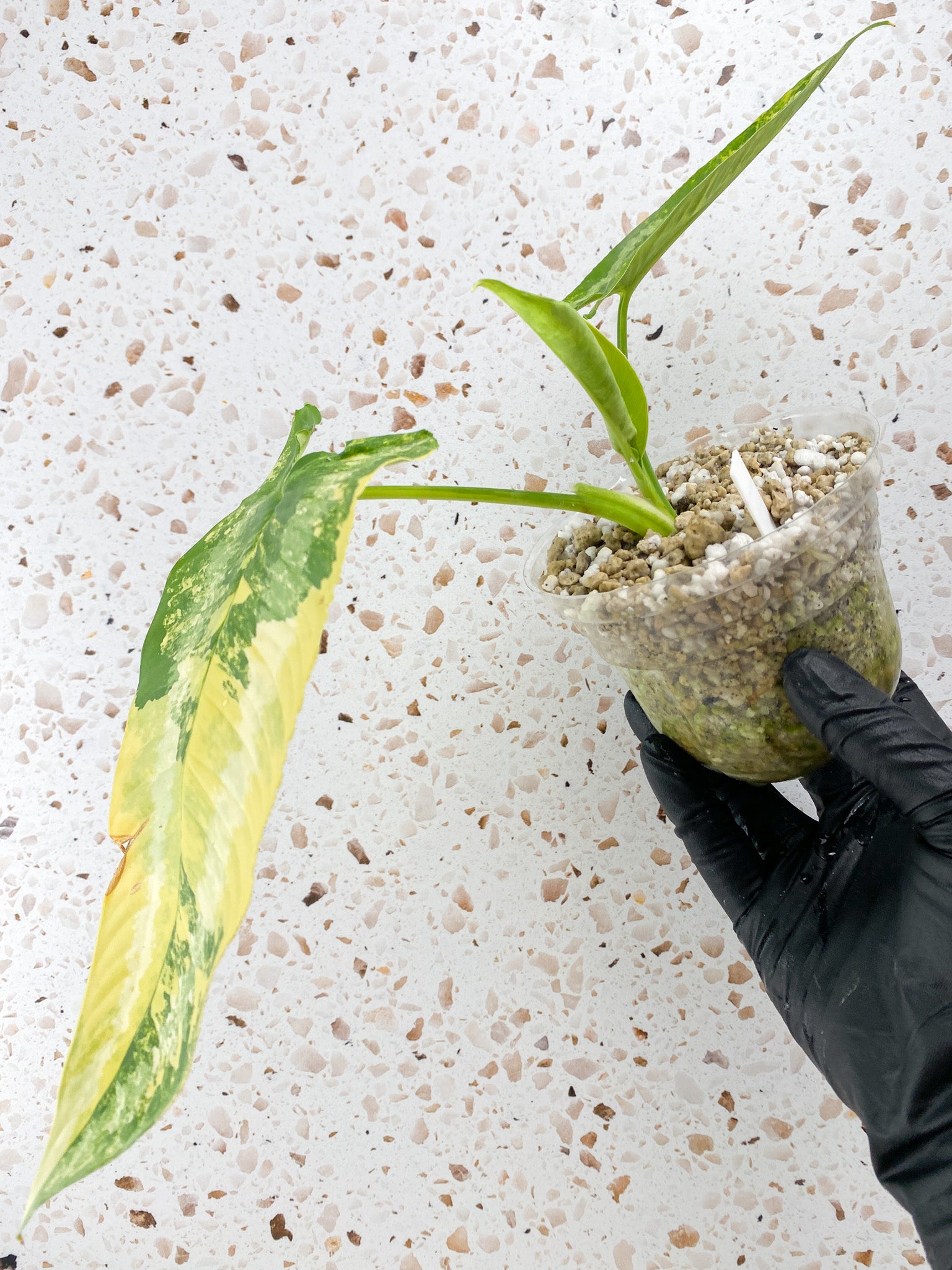 Schismatoglottis Wallichii Variegated 2 leaves 1 unfurling