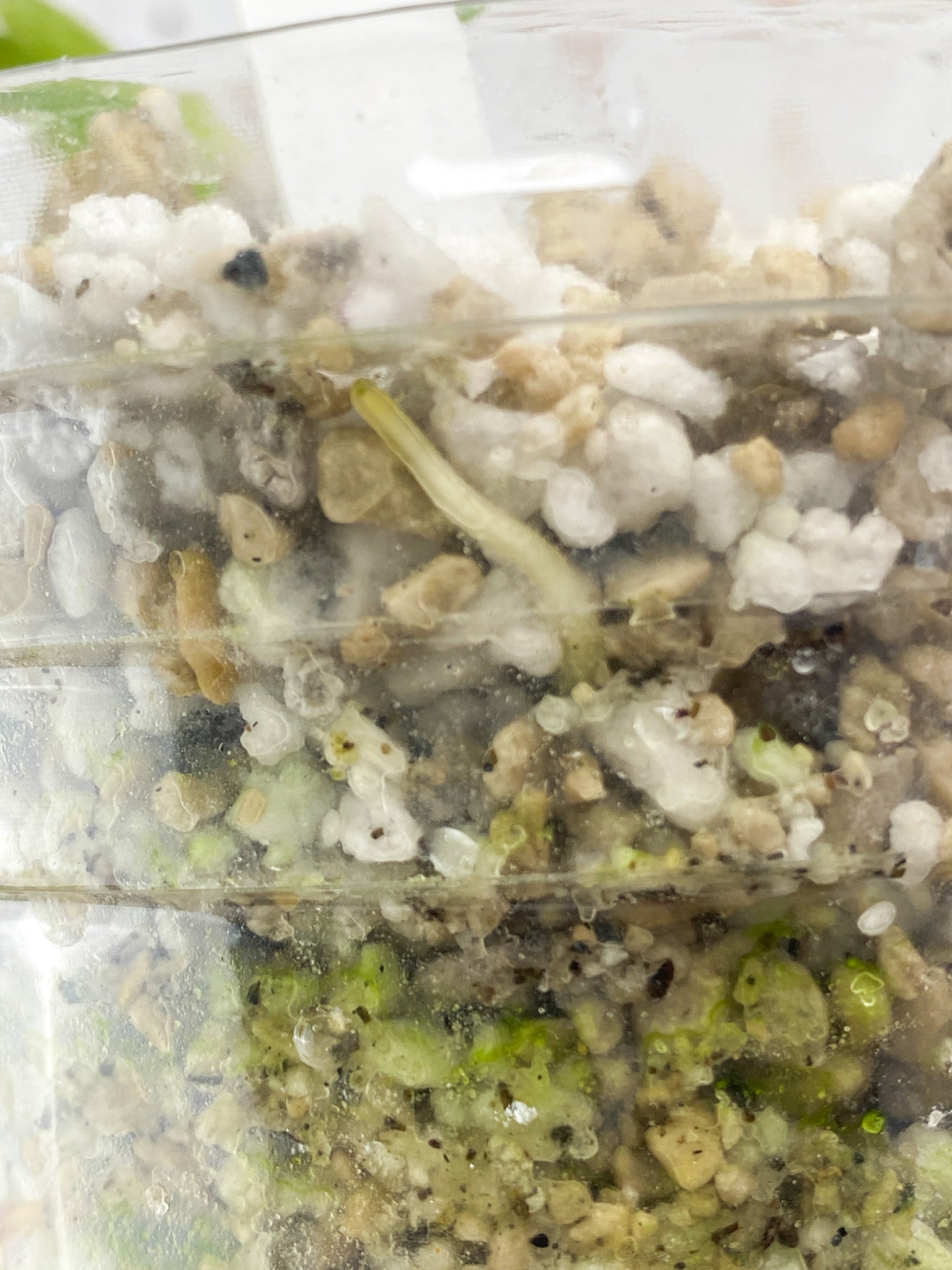 Schismatoglottis Wallichii Variegated 2 leaves 1 unfurling