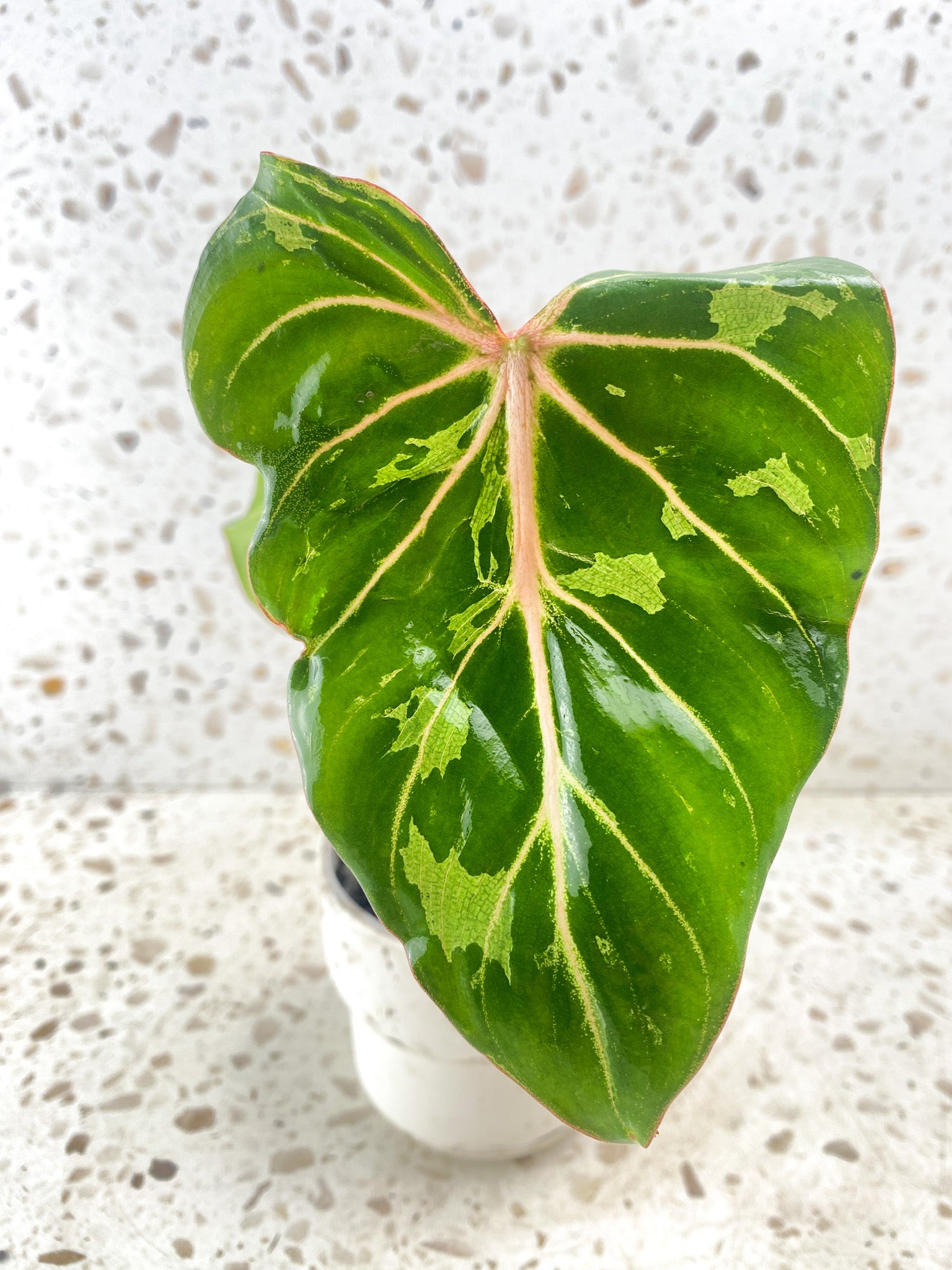 Philodendron Gloriosum 'Snow Leopard' Variegated