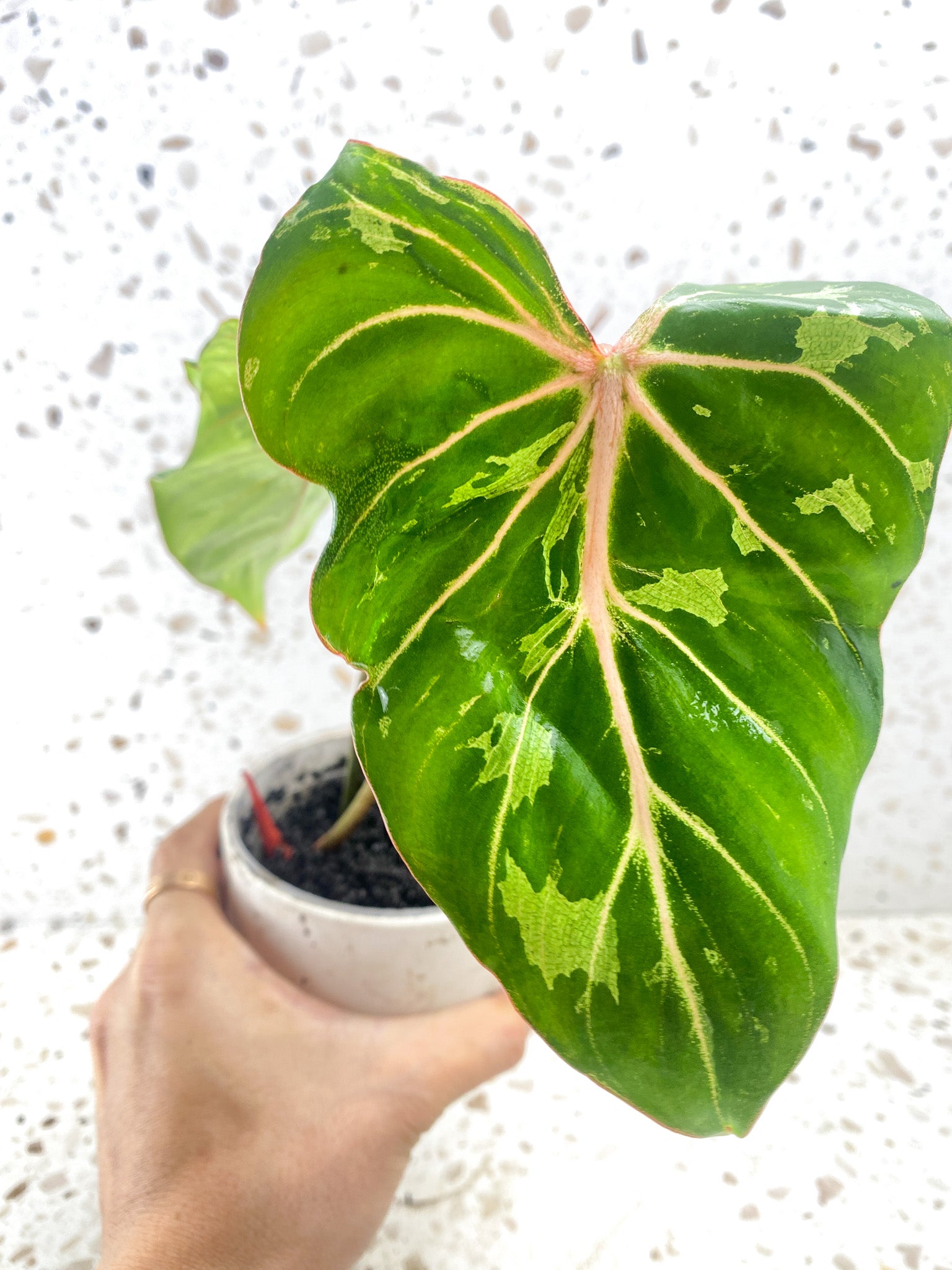 Philodendron Gloriosum 'Snow Leopard' Variegated