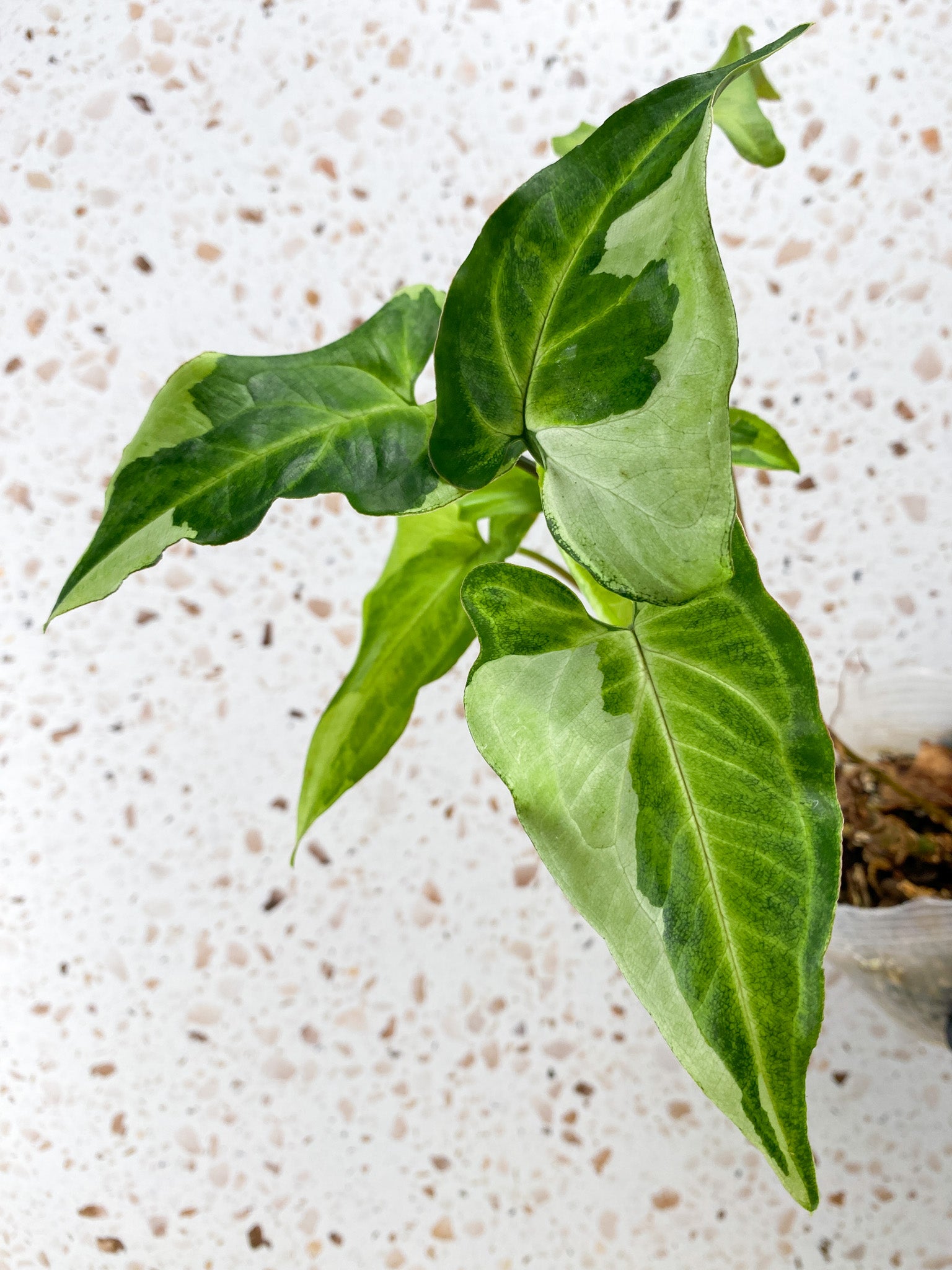 Add on: Syngonium Three Kings multiple leaves full plant
