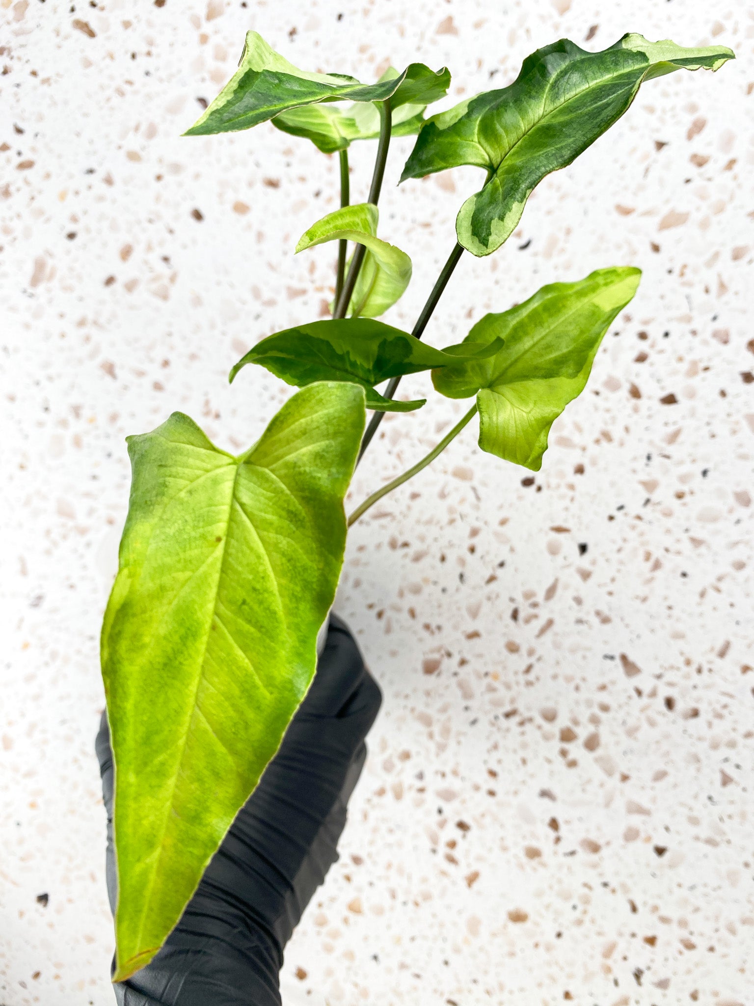 Add on: Syngonium Three Kings multiple leaves full plant