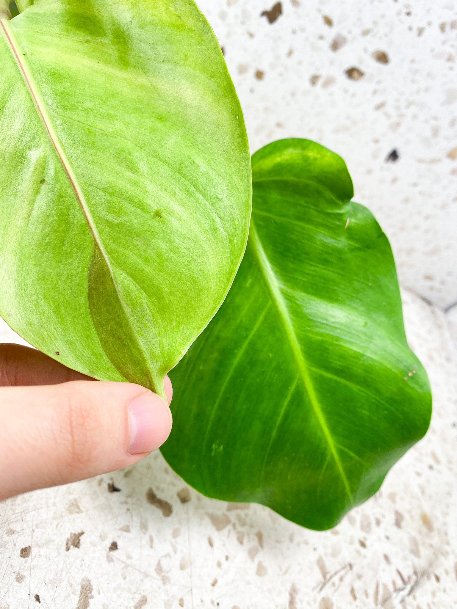 Philodendron Red Moon 2 leaves