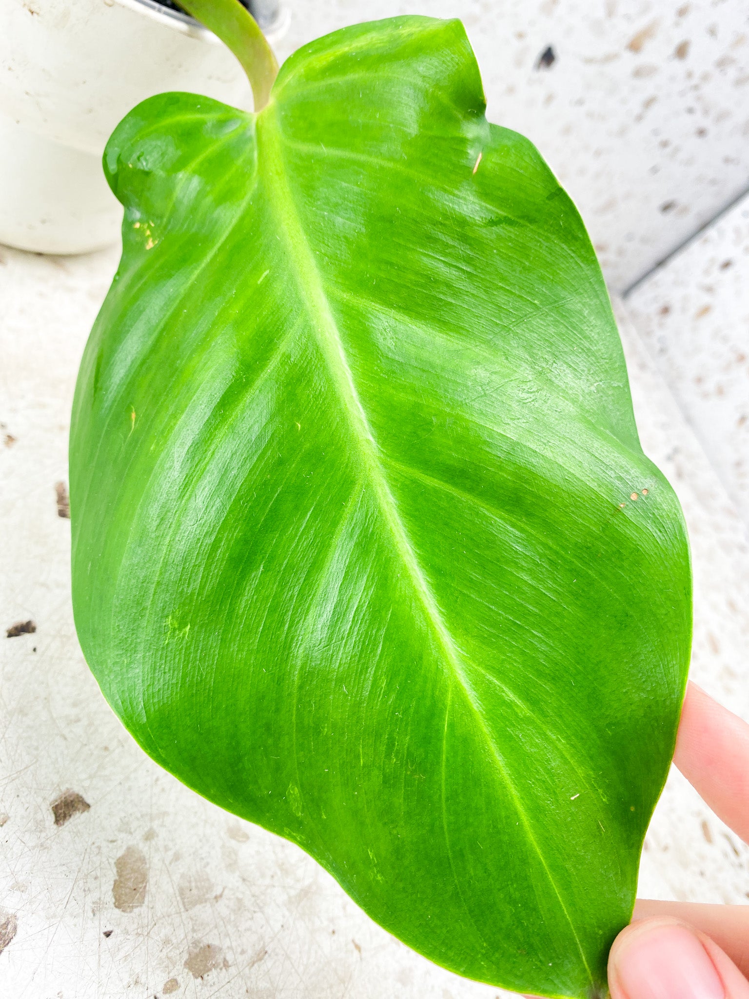Philodendron Red Moon 2 leaves