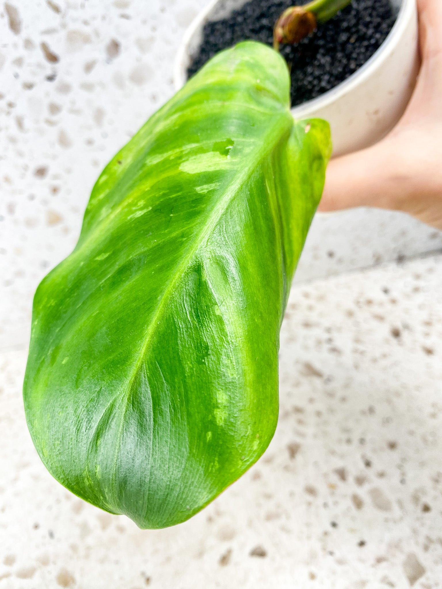 Philodendron Red Moon 2 leaves