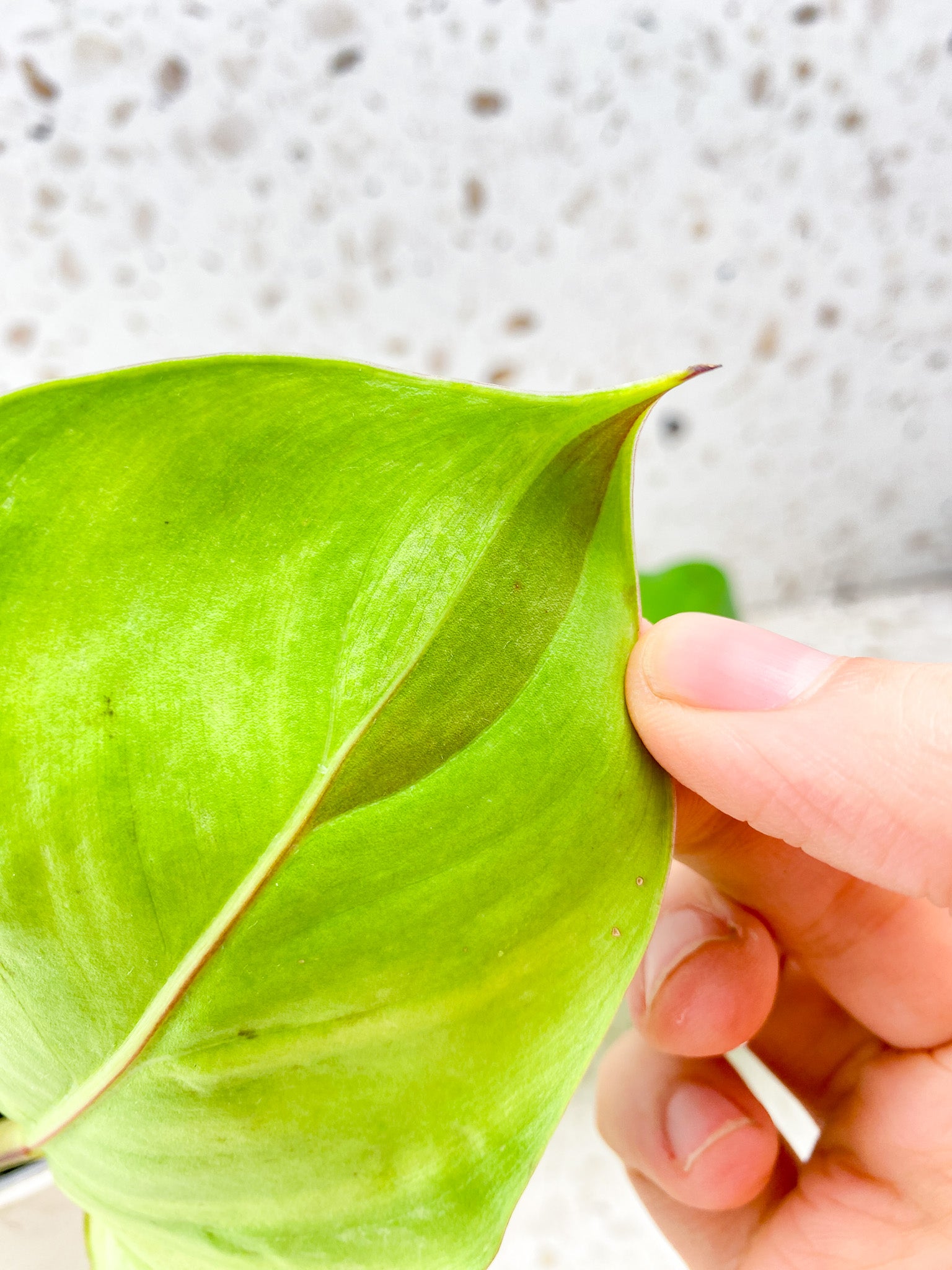 Philodendron Red Moon 2 leaves