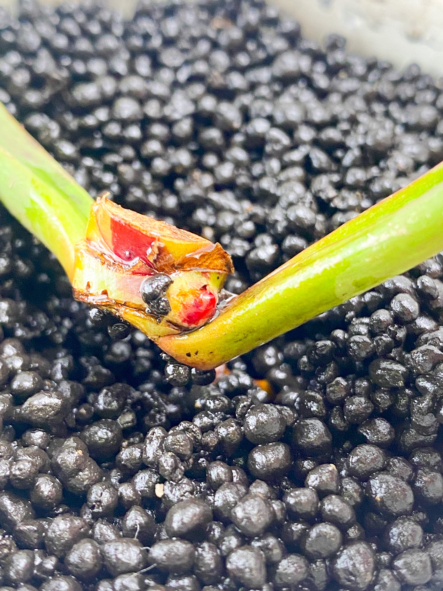 Philodendron Red Moon 2 leaves
