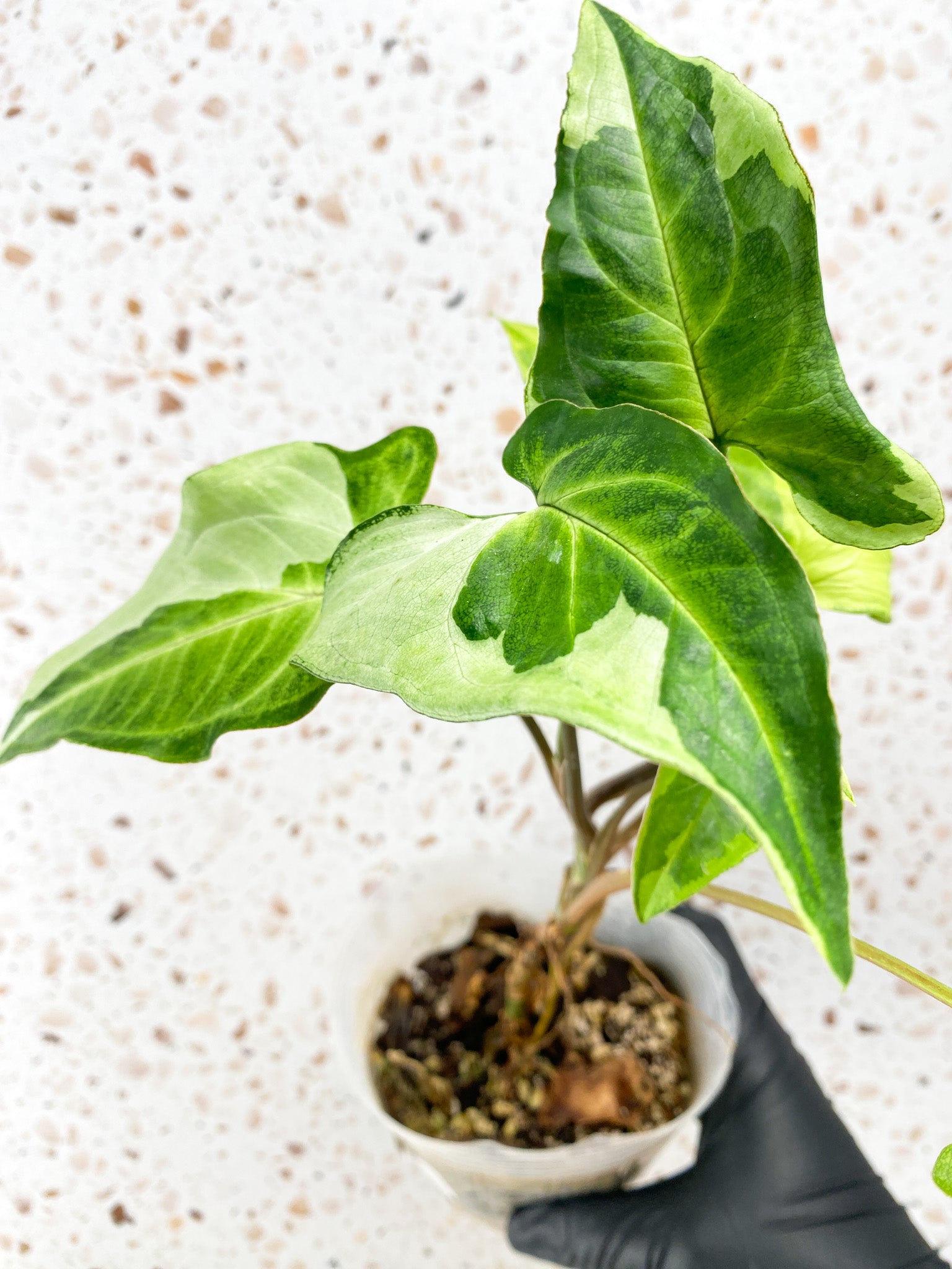 Add on: Syngonium Three Kings multiple leaves full plant