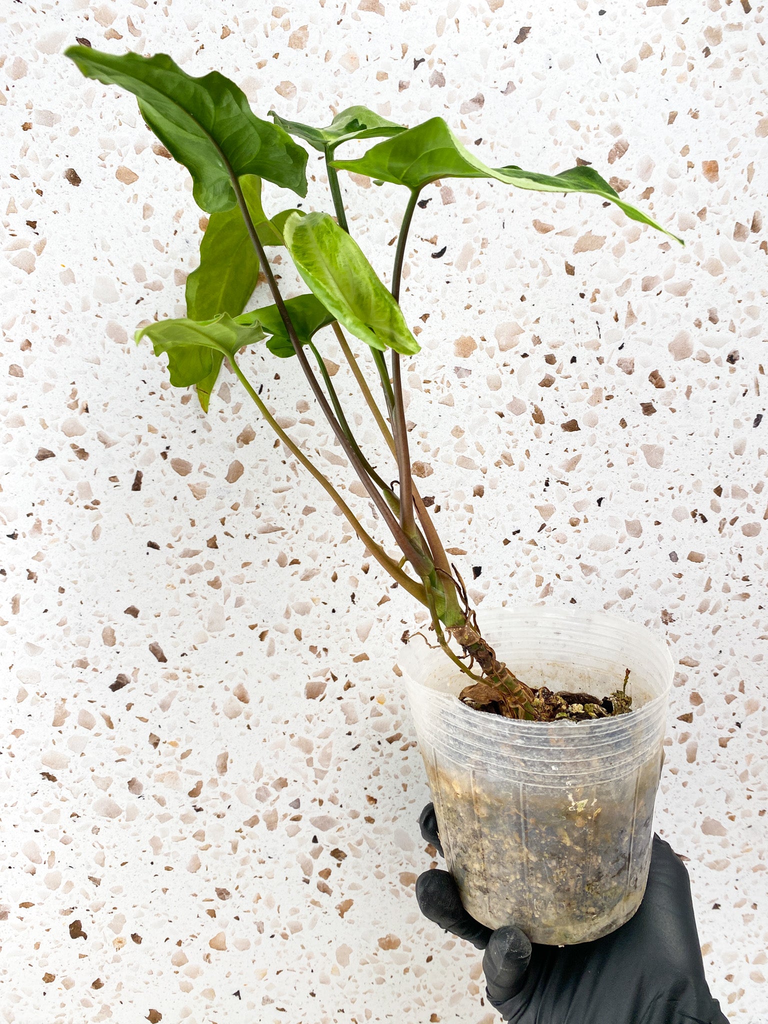Add on: Syngonium Three Kings multiple leaves full plant