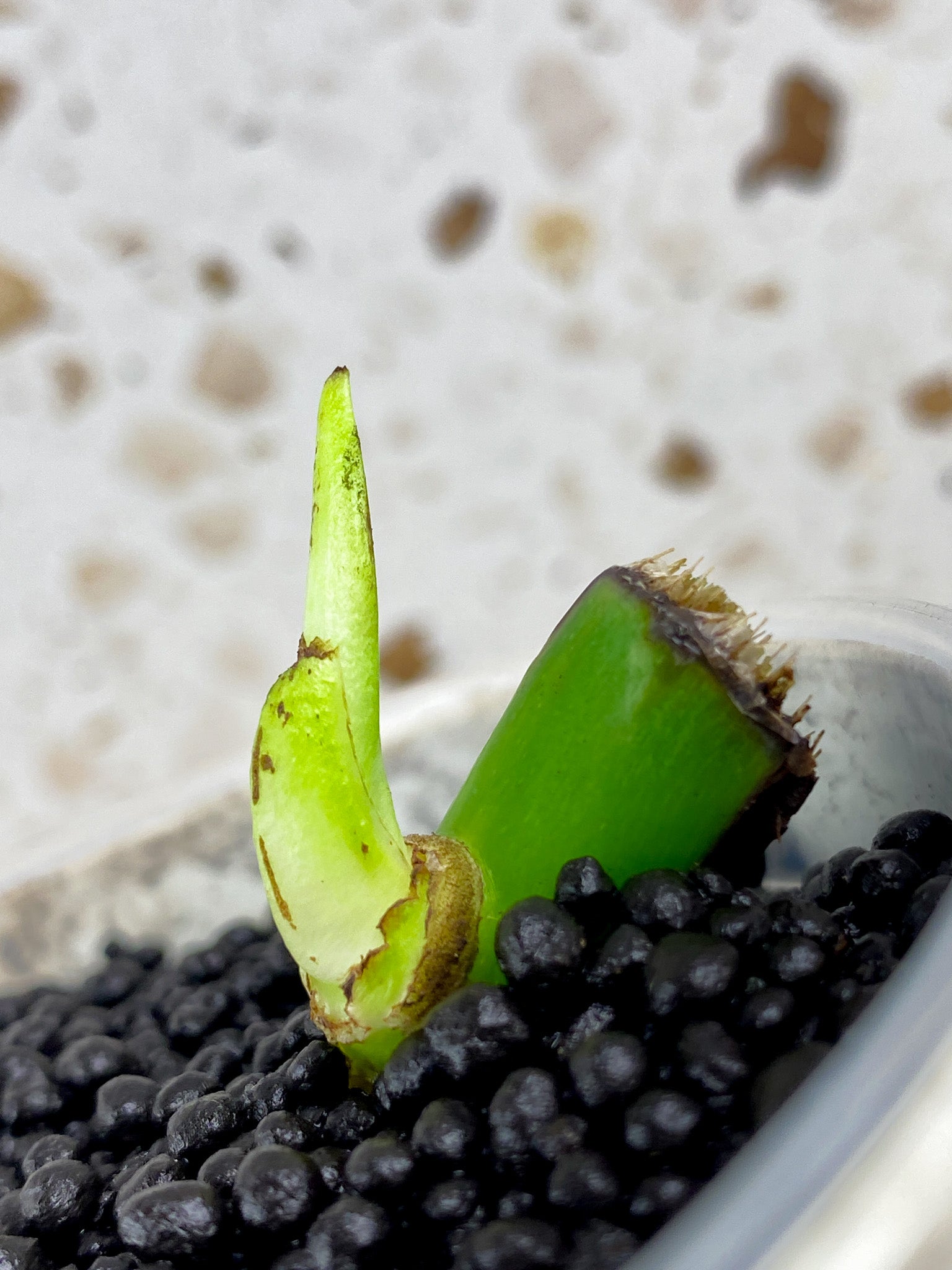 Monstera Aurea Tricolor node with sprout