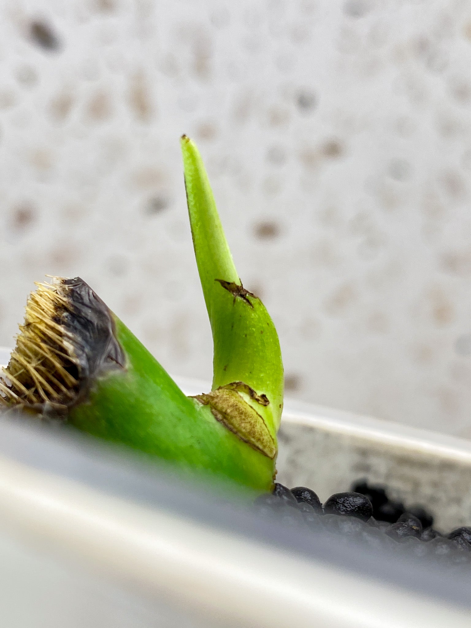 Monstera Aurea Tricolor node with sprout