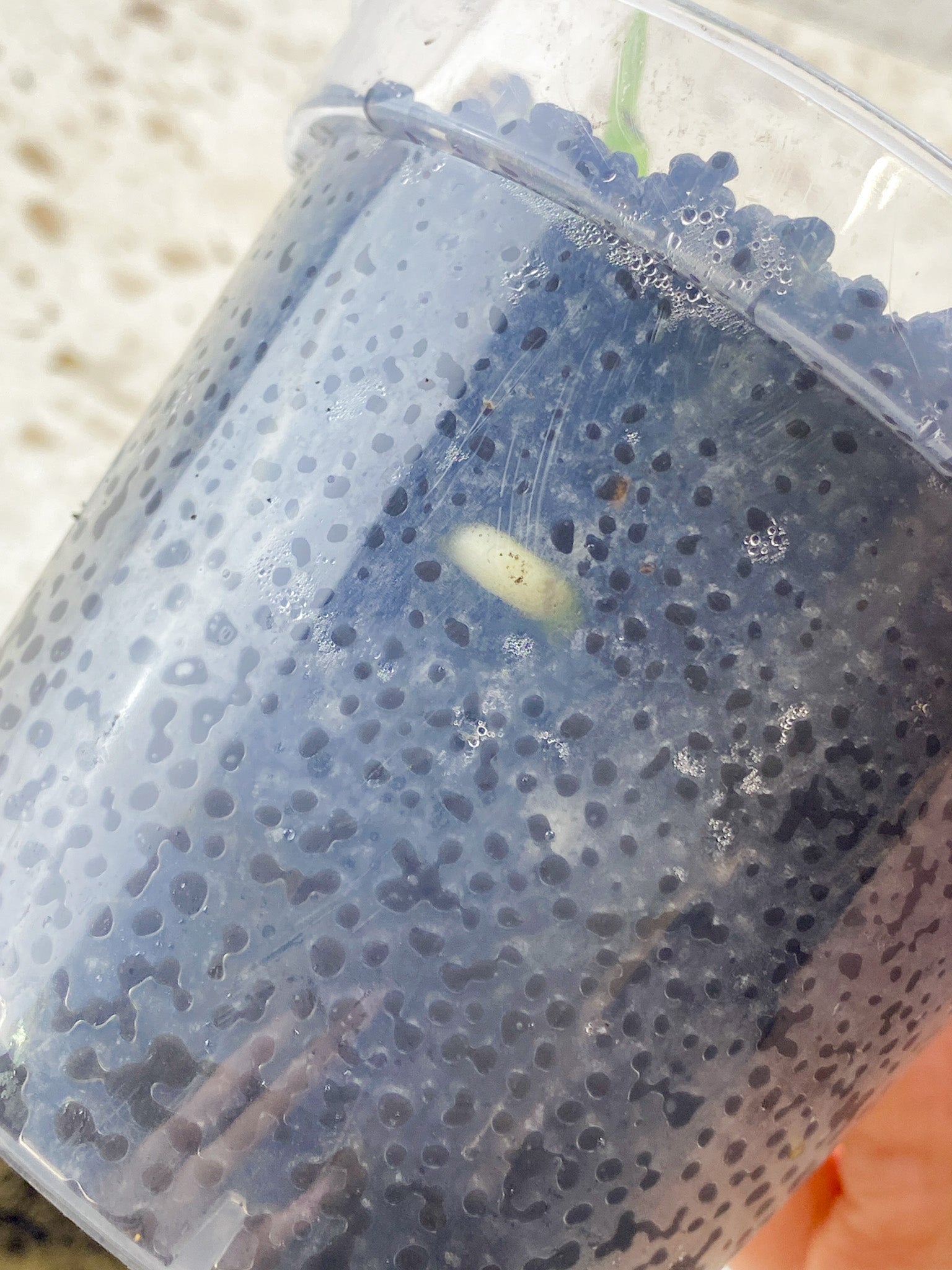 Monstera Aurea Tricolor node with sprout