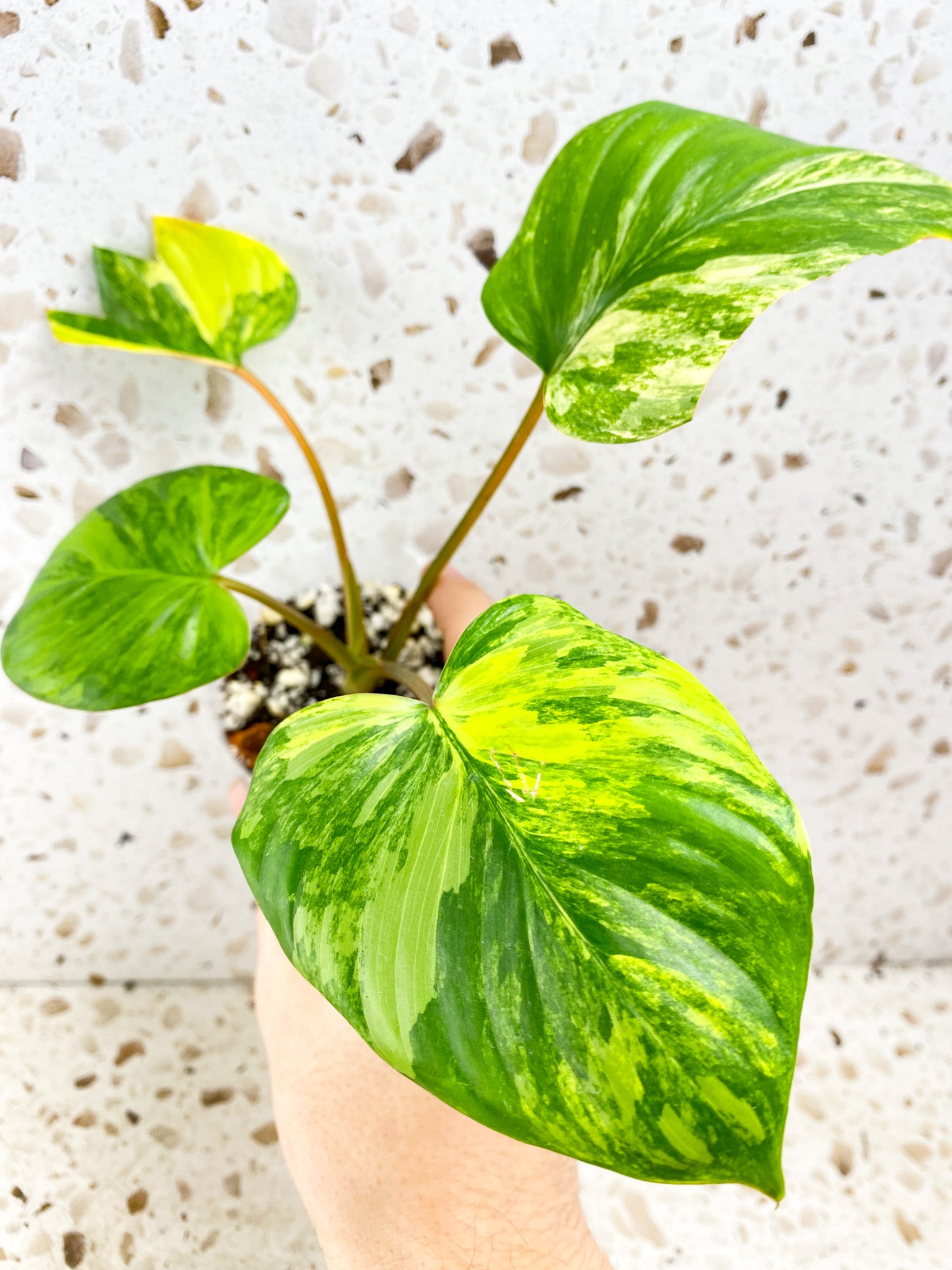 Homalomena Rubescens Variegated 4 leaf top cutting