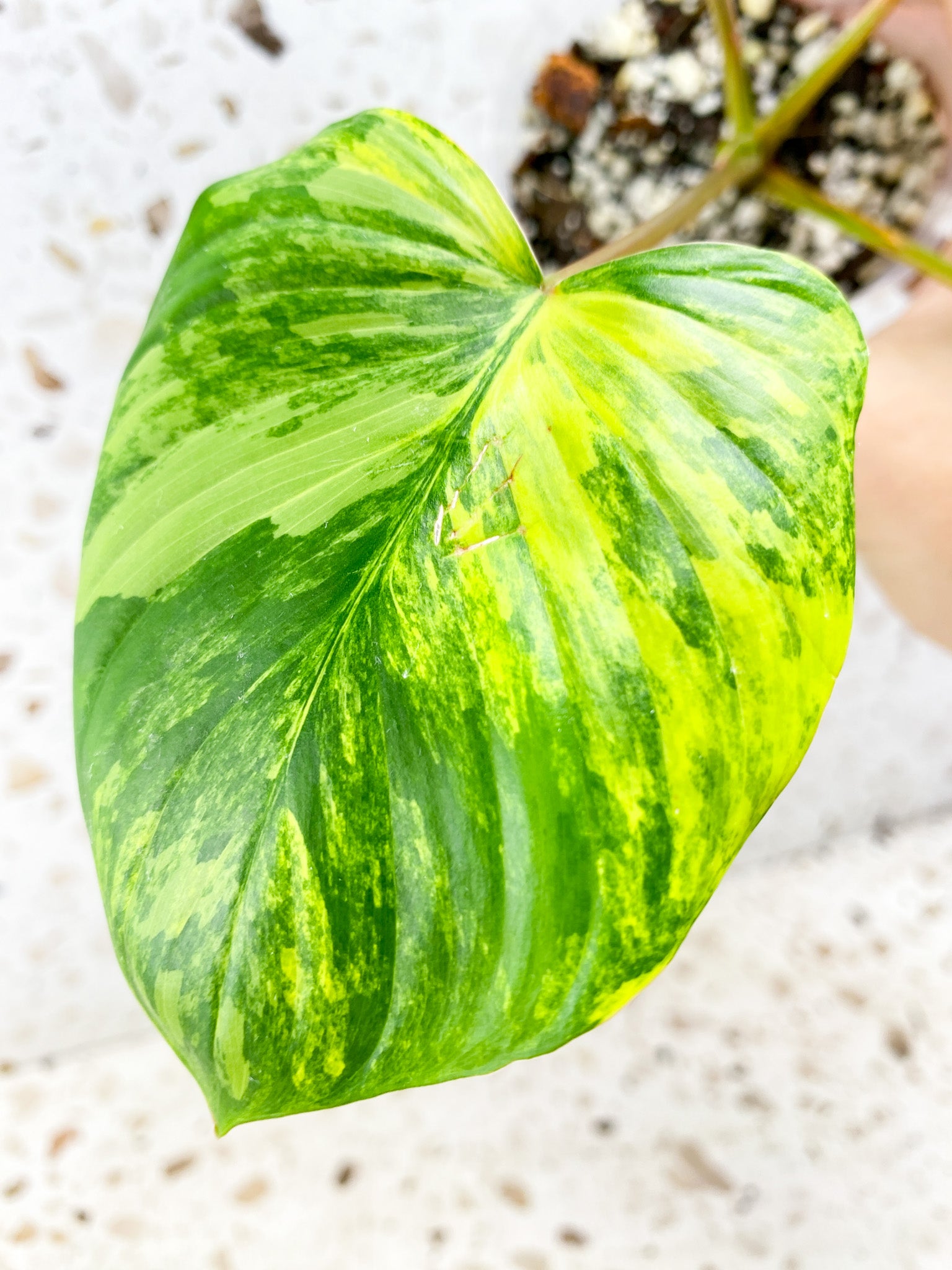 Homalomena Rubescens Variegated 4 leaf top cutting