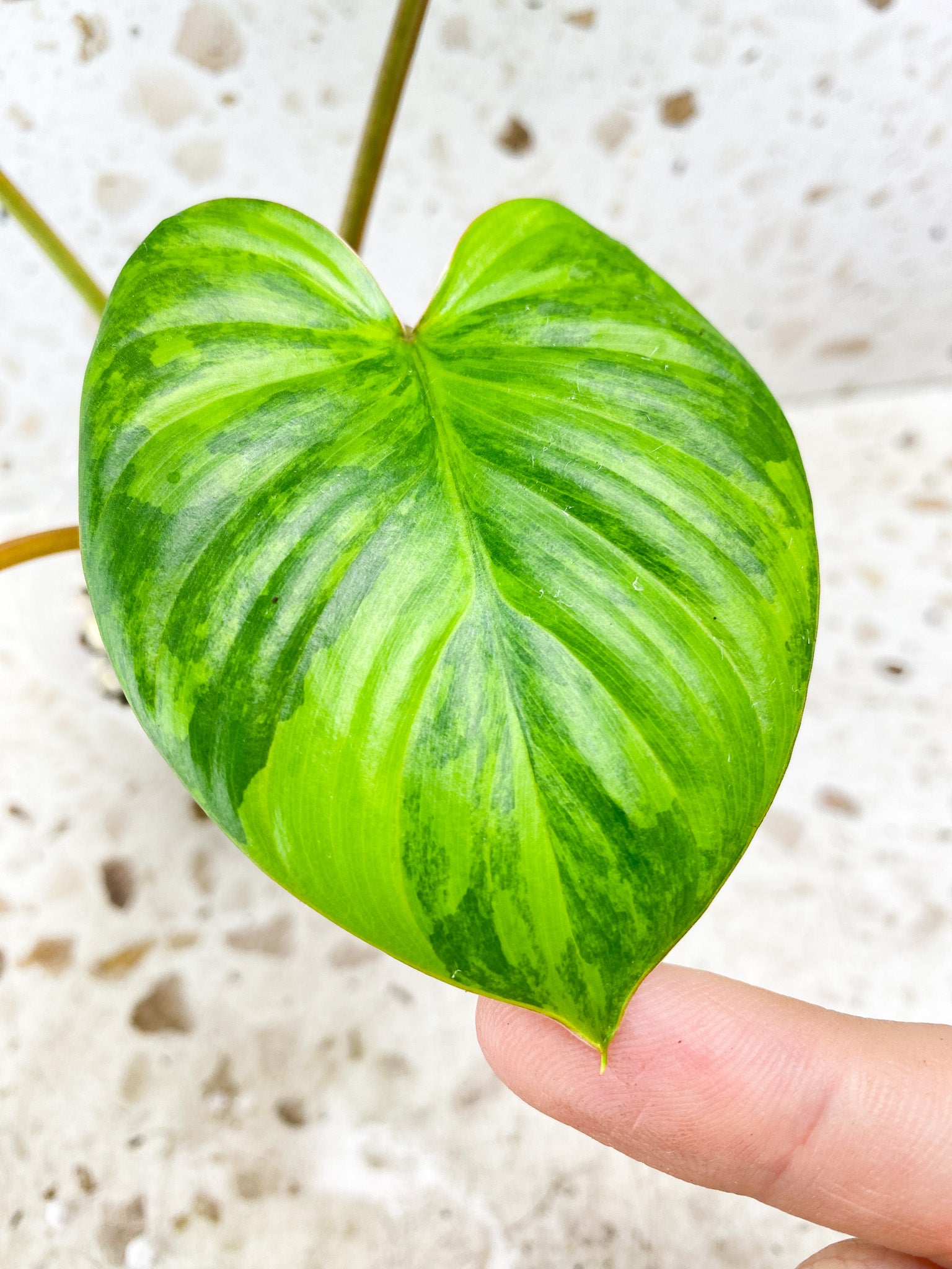 Homalomena Rubescens Variegated 4 leaf top cutting