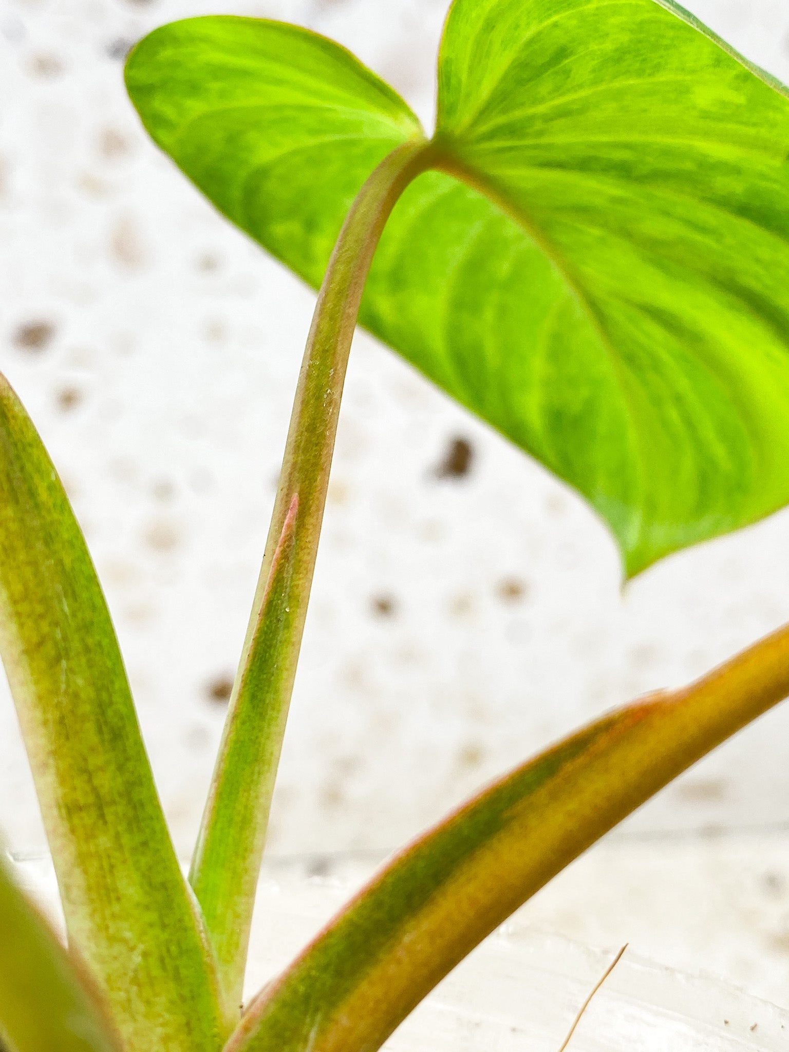 Homalomena Rubescens Variegated 4 leaf top cutting