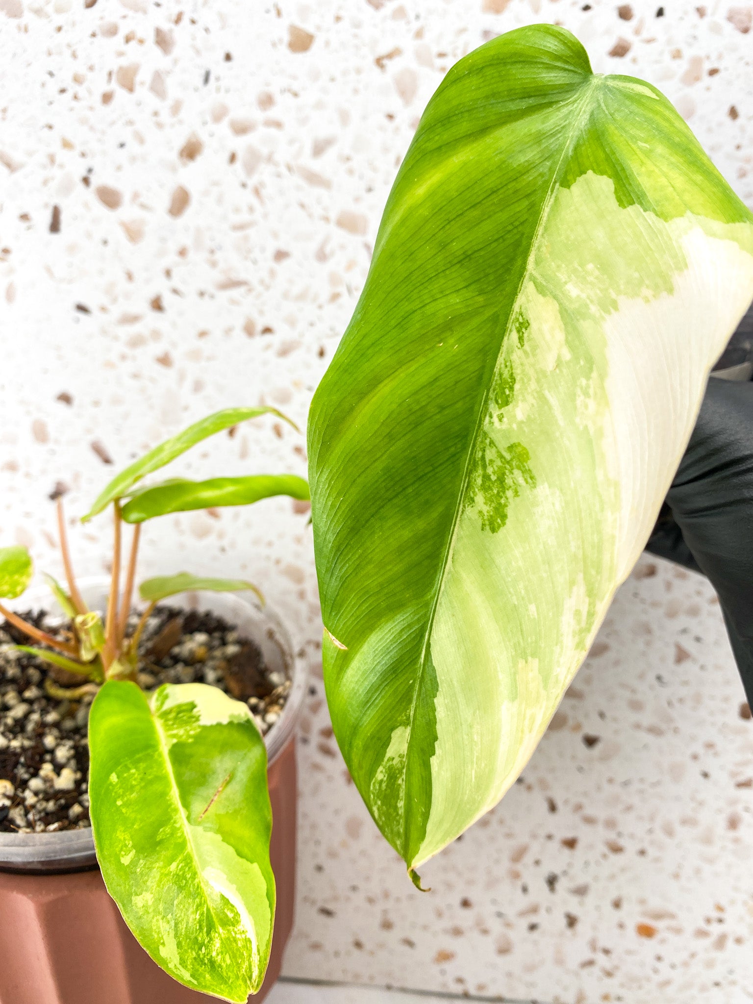 Combo Deal! Philodendron Burle Marx Mint Variegated and Philodendron Domesticum Variegated
