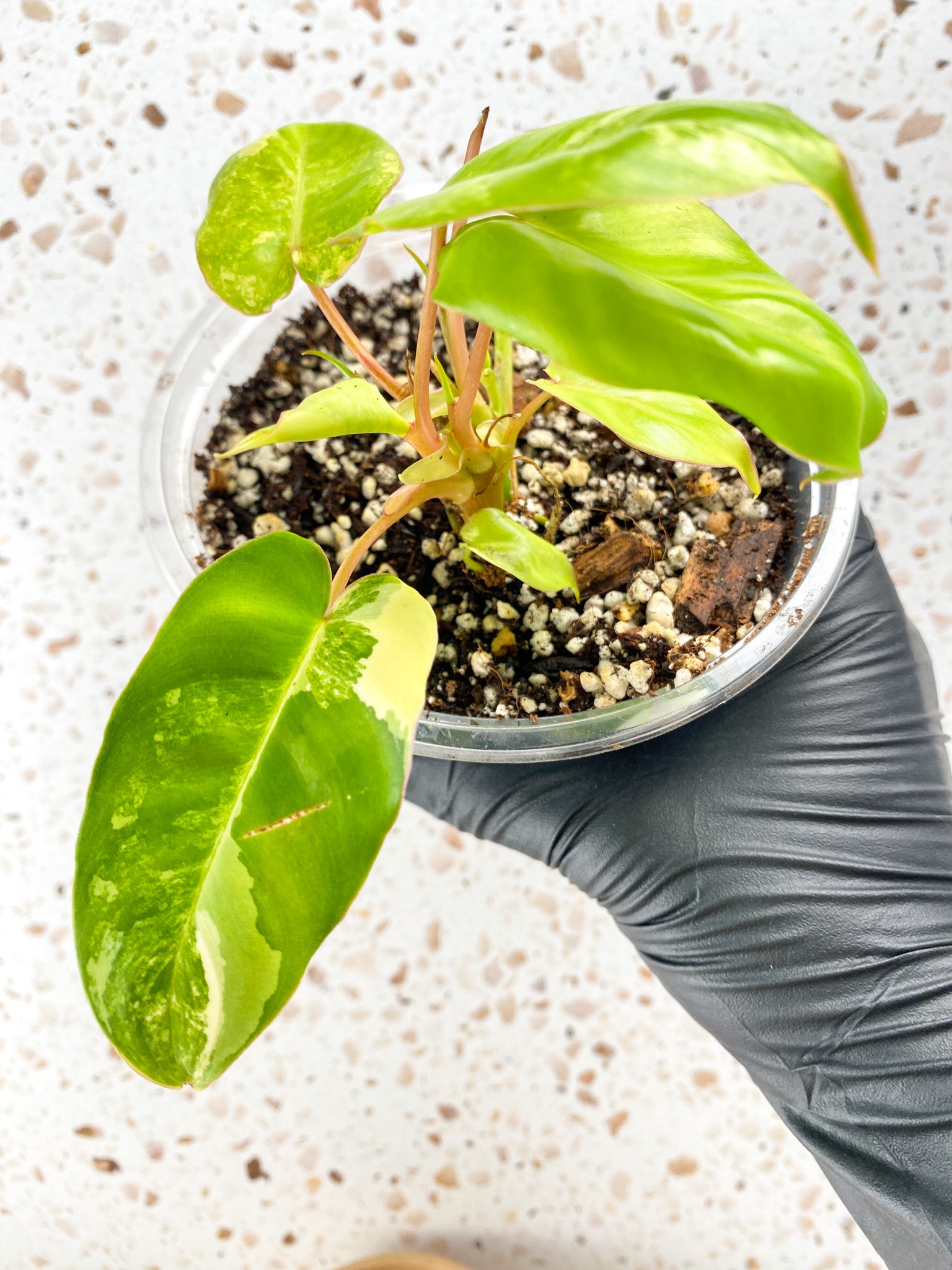 Combo Deal! Philodendron Burle Marx Mint Variegated and Philodendron Domesticum Variegated