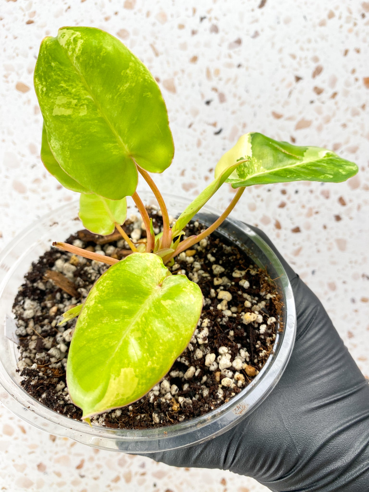 Combo Deal! Philodendron Burle Marx Mint Variegated and Philodendron Domesticum Variegated