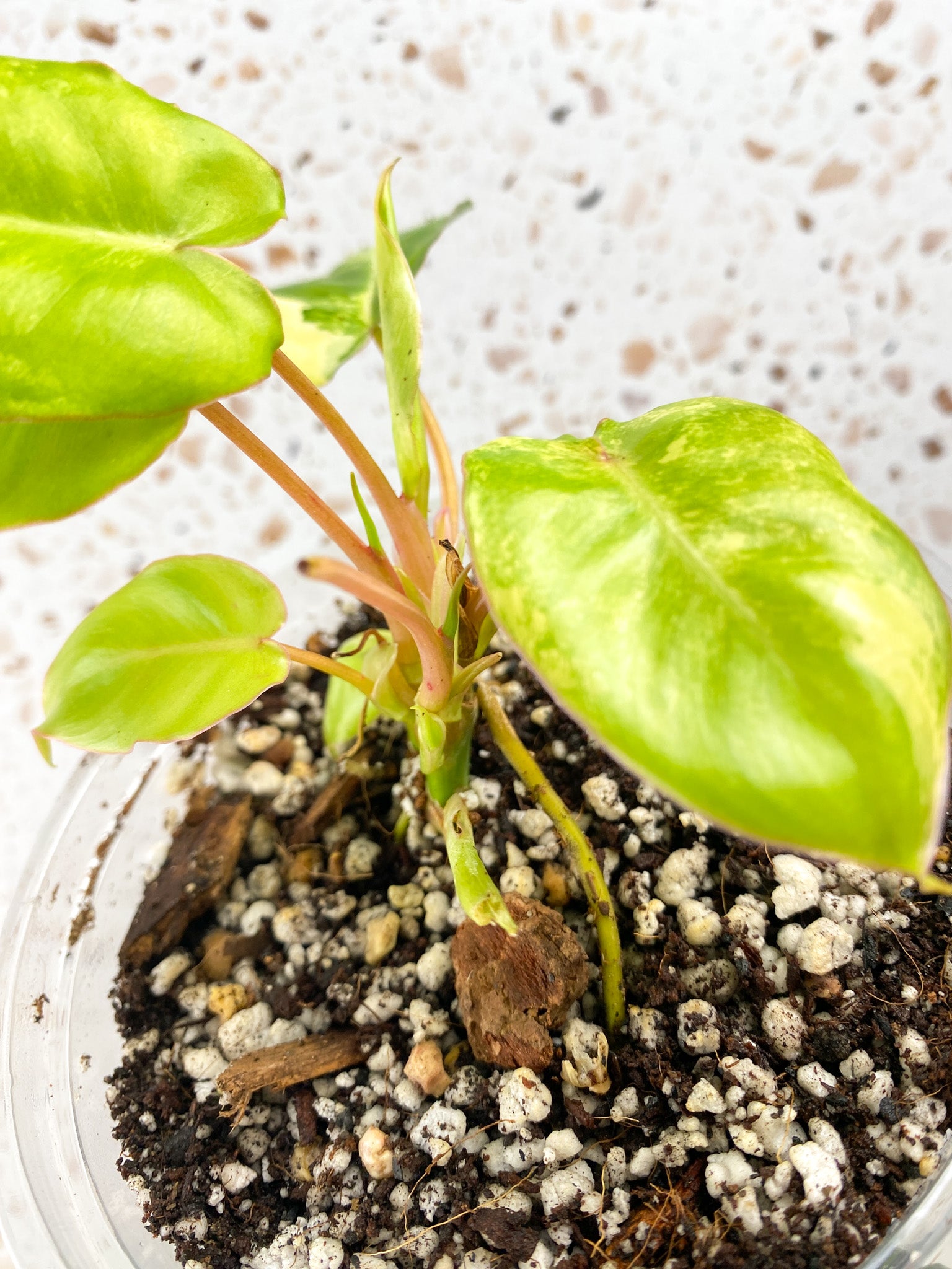 Combo Deal! Philodendron Burle Marx Mint Variegated and Philodendron Domesticum Variegated