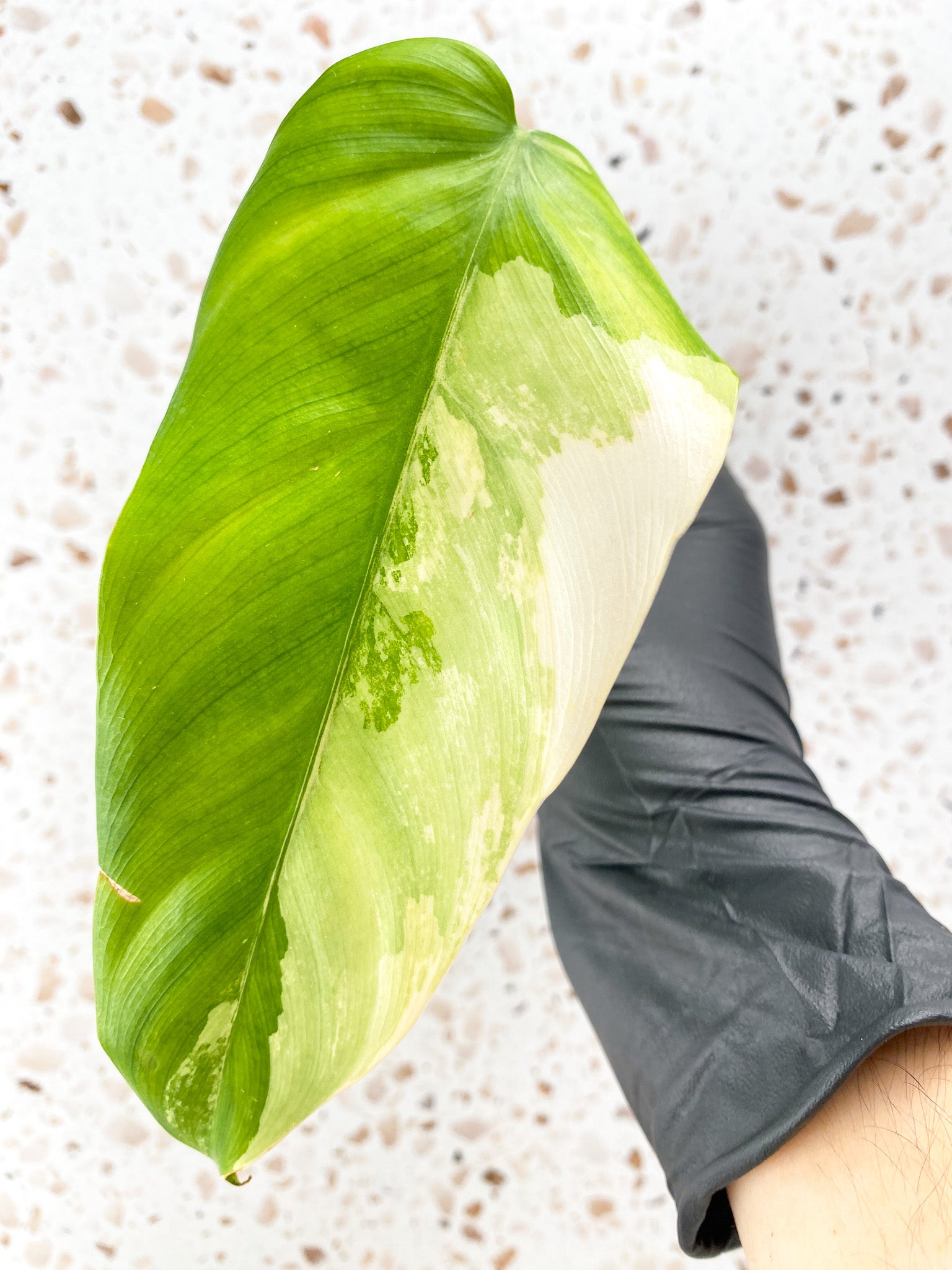 Combo Deal! Philodendron Burle Marx Mint Variegated and Philodendron Domesticum Variegated