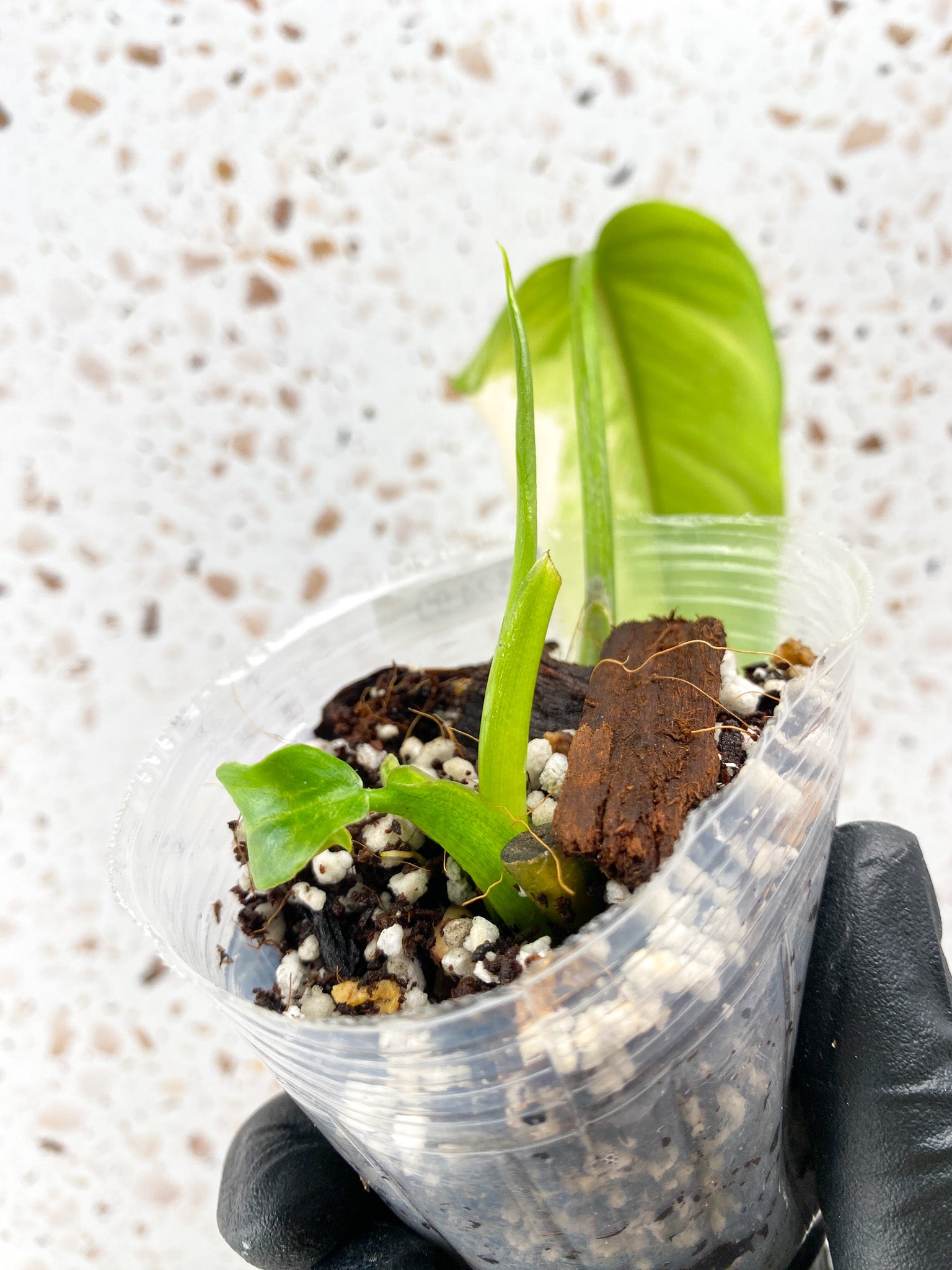 Combo Deal! Philodendron Burle Marx Mint Variegated and Philodendron Domesticum Variegated