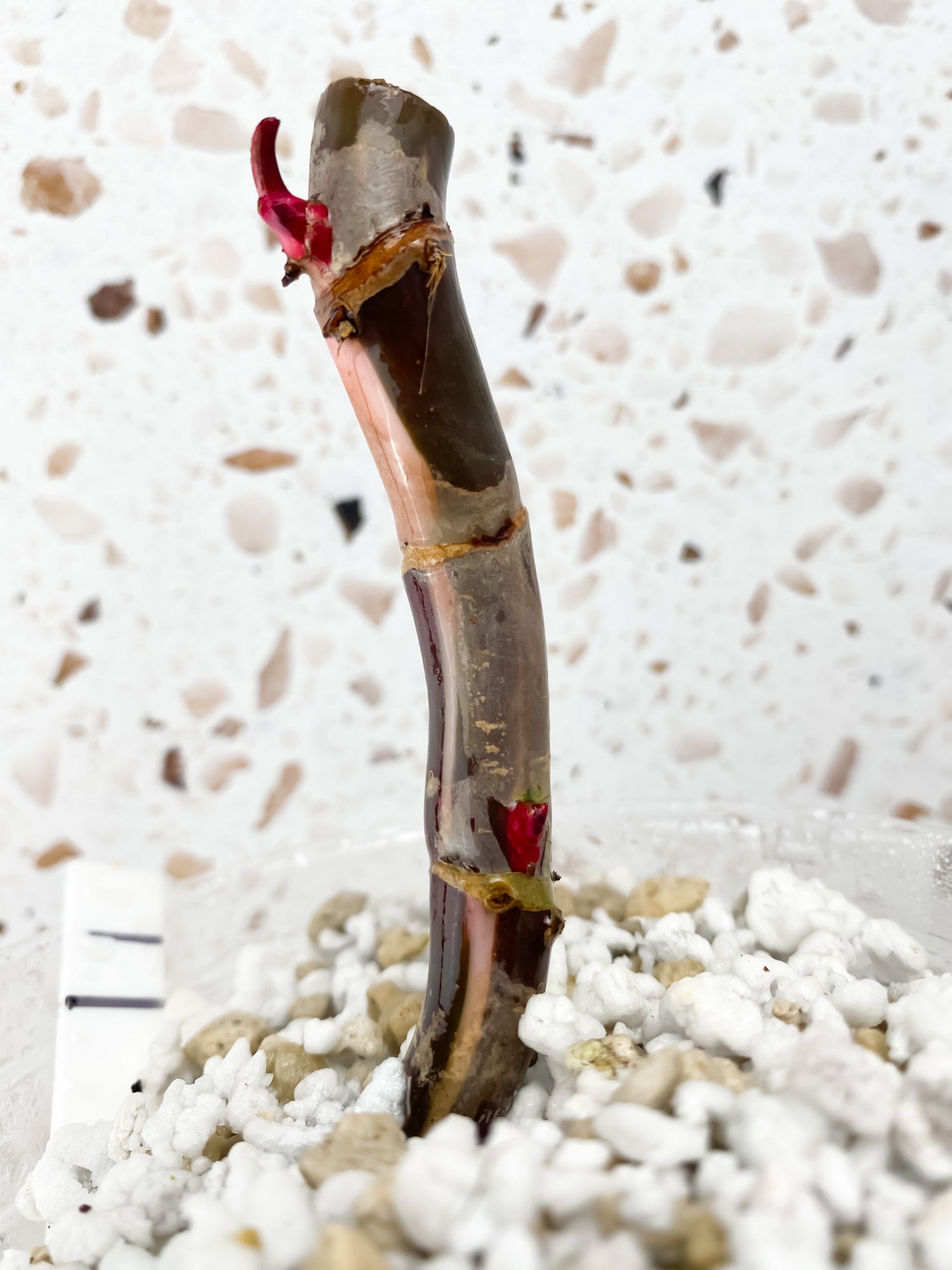 Philodendron Red Anderson node with 3 sprouts