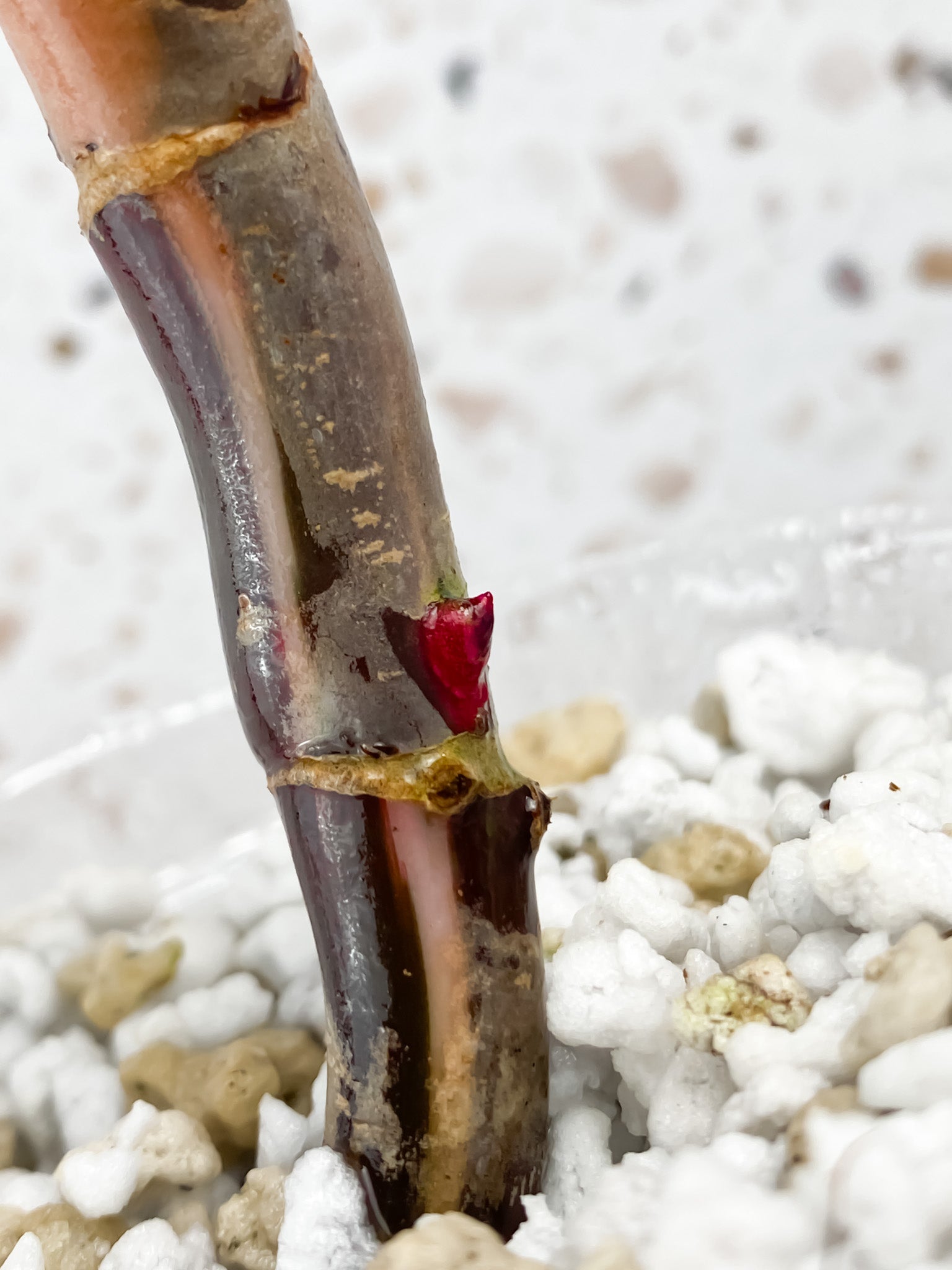 Philodendron Red Anderson node with 3 sprouts
