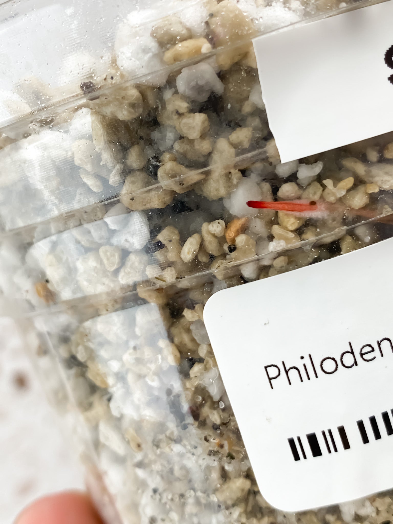 Philodendron Red Anderson node with 3 sprouts
